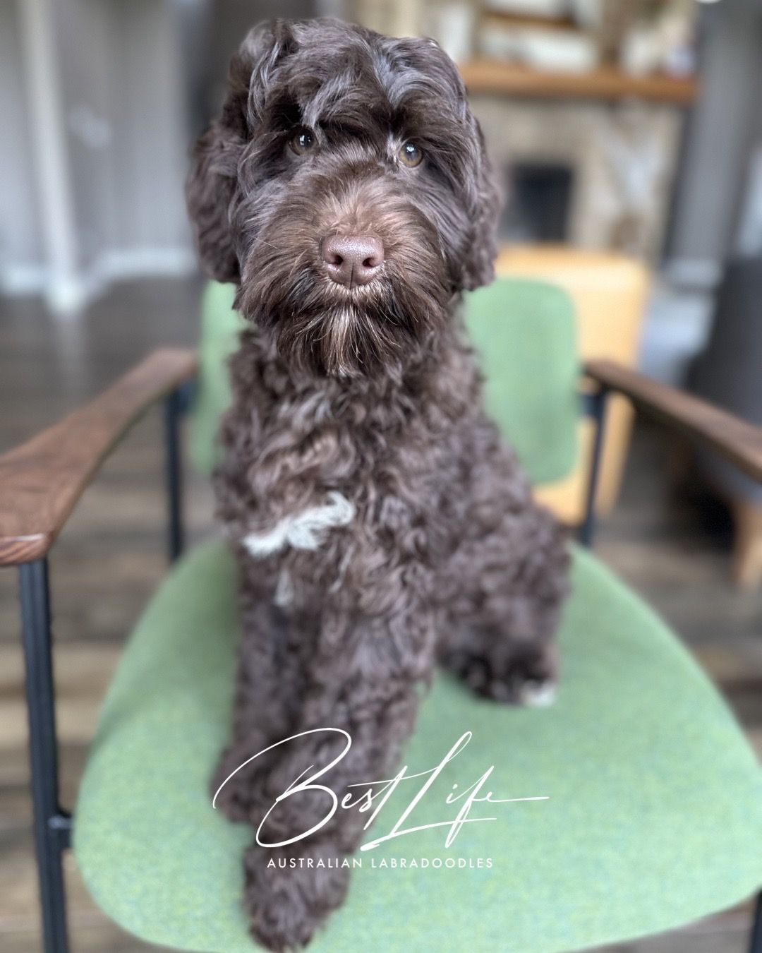 Labradoodle for sale