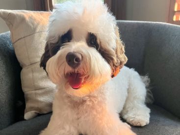 Mini Australian Labradoodle