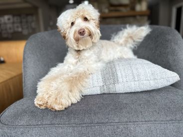 Roan Australian Labradoodle