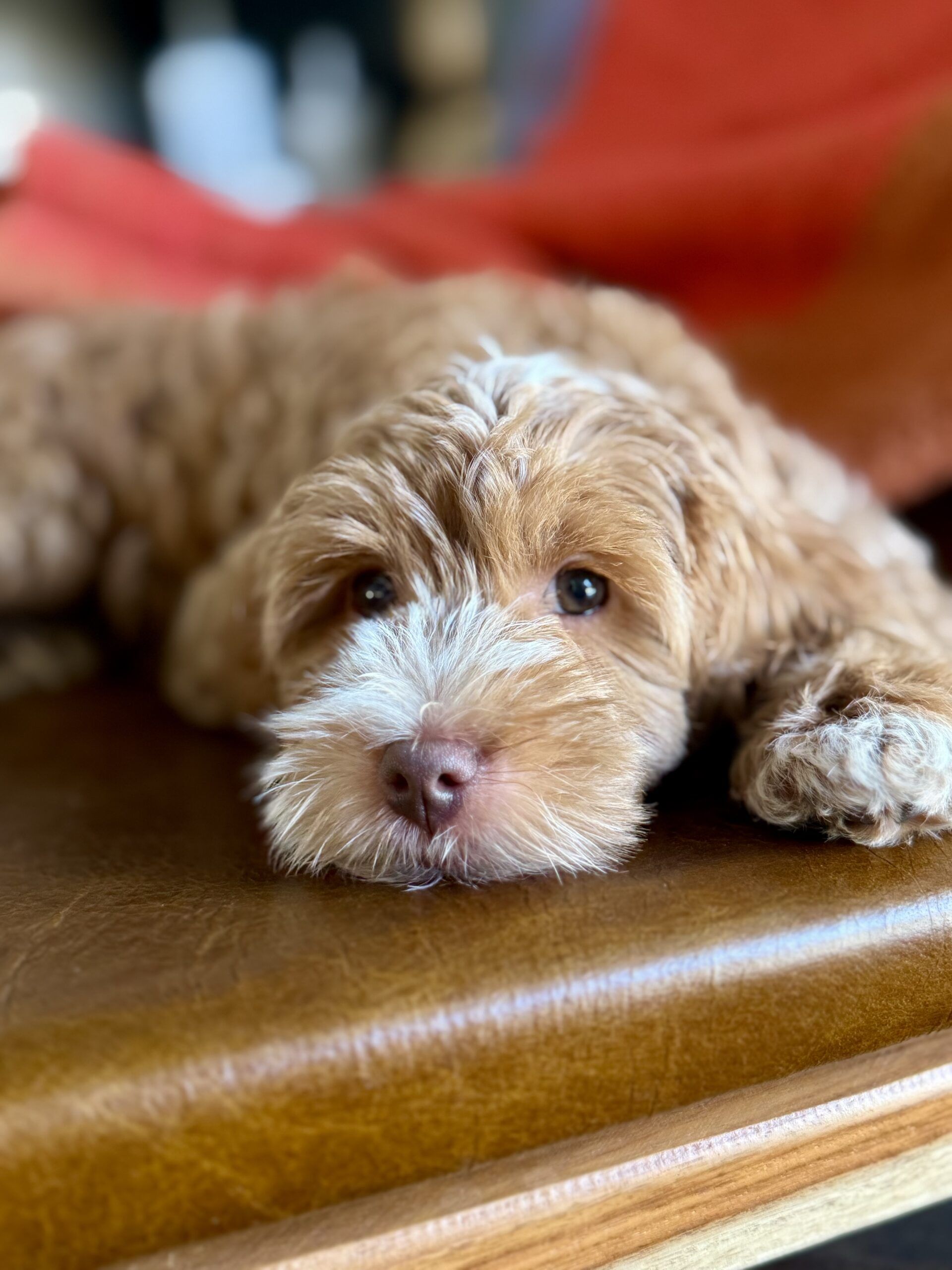 Micro mini Australian Labradoodle