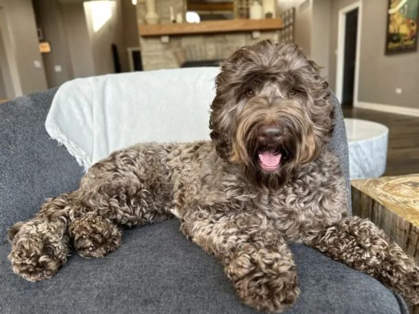 Phantom Australian Labradoodle
