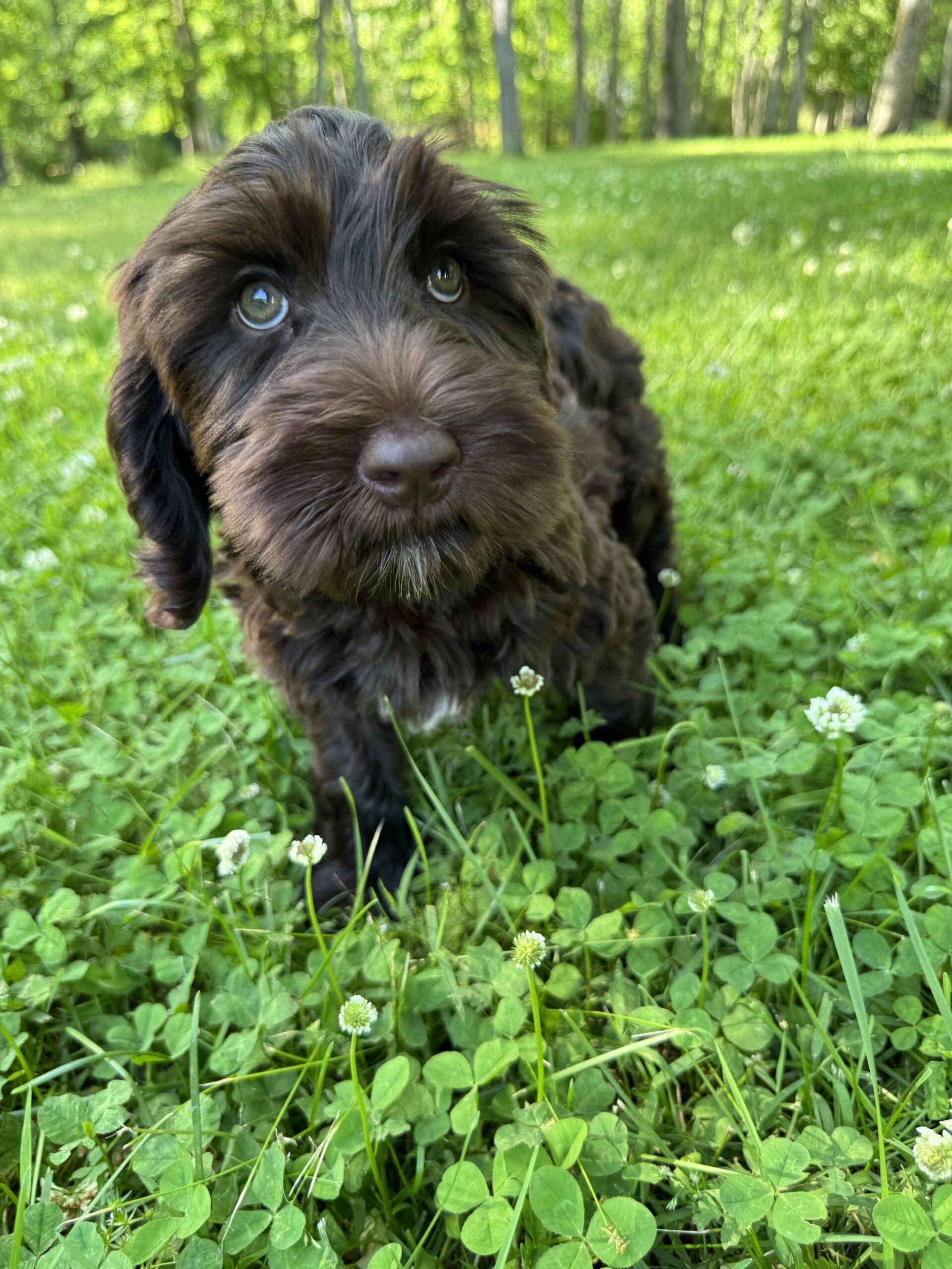 Chocolate Australian Labradoodle
