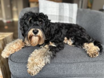 Phantom Australian Labradoodle