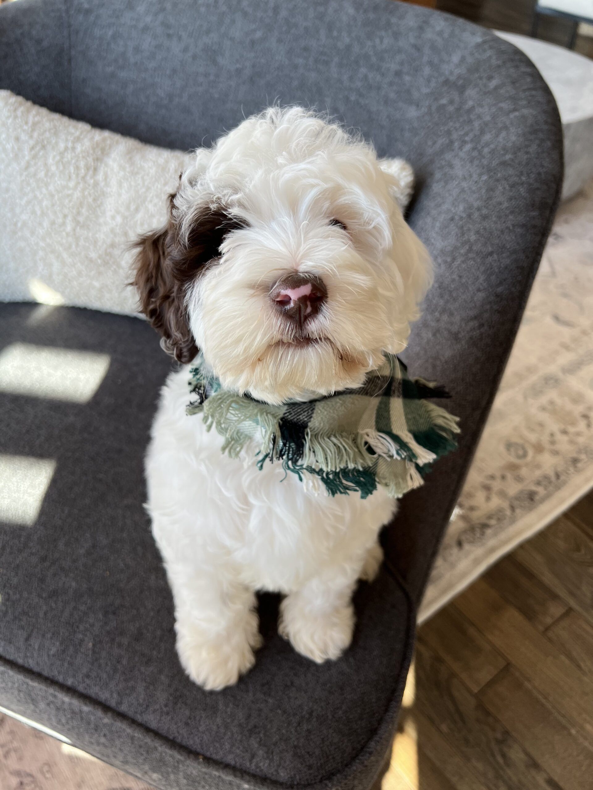 Trained Australian Labradoodle Dog for Sale