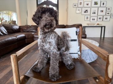 Phantom Australian Labradoodle stud dog