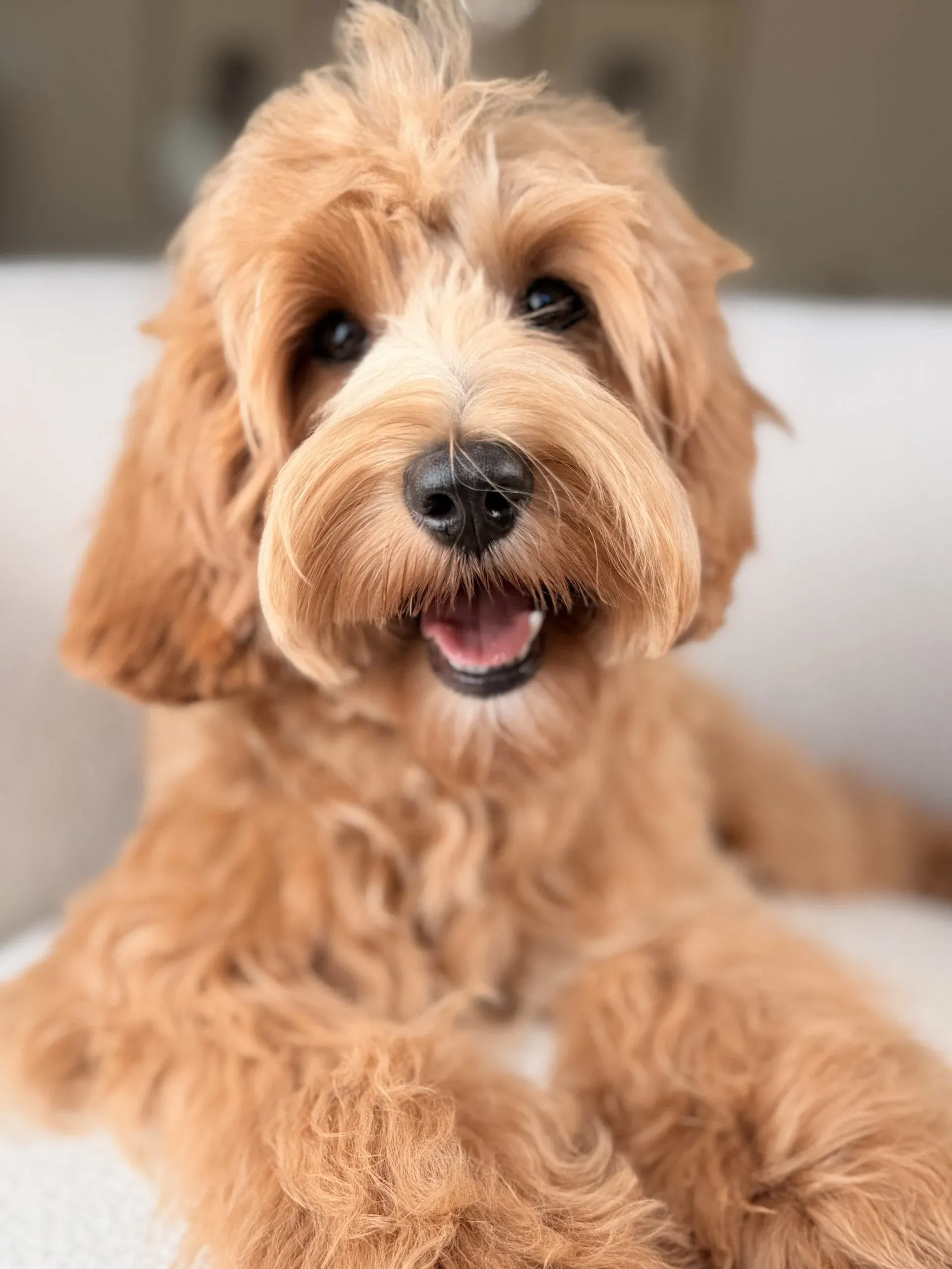 Chocolate Australian Labradoodle