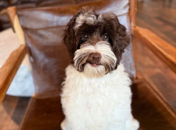 Phantom Australian Labradoodle