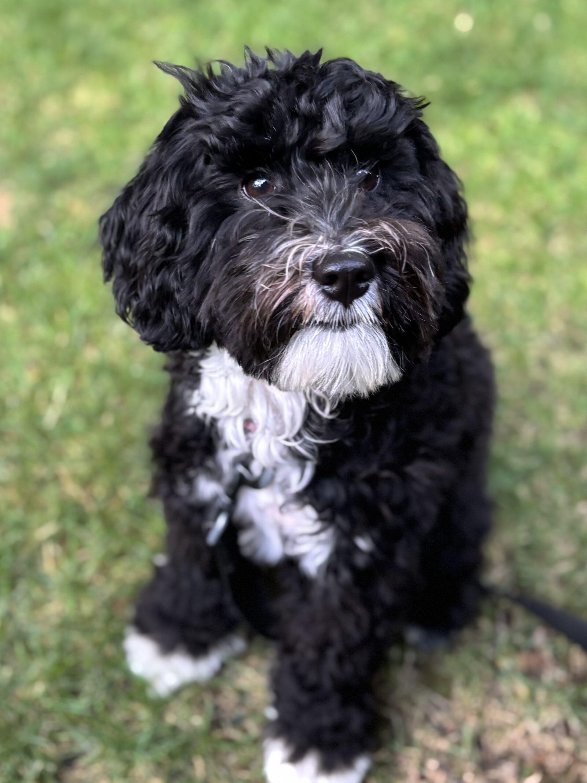 Black Australian Labradoodle