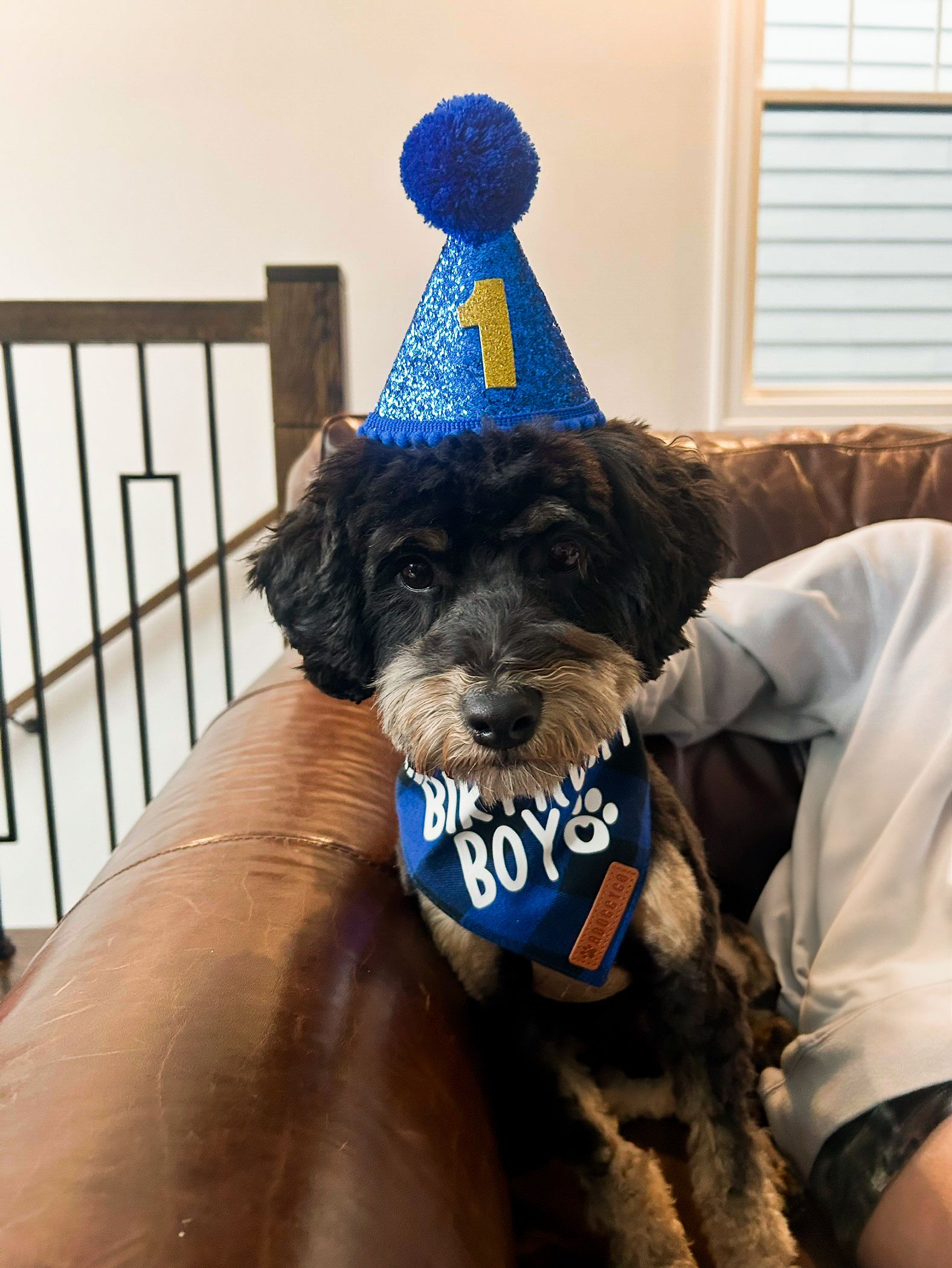 Phantom Australian Labradoodle