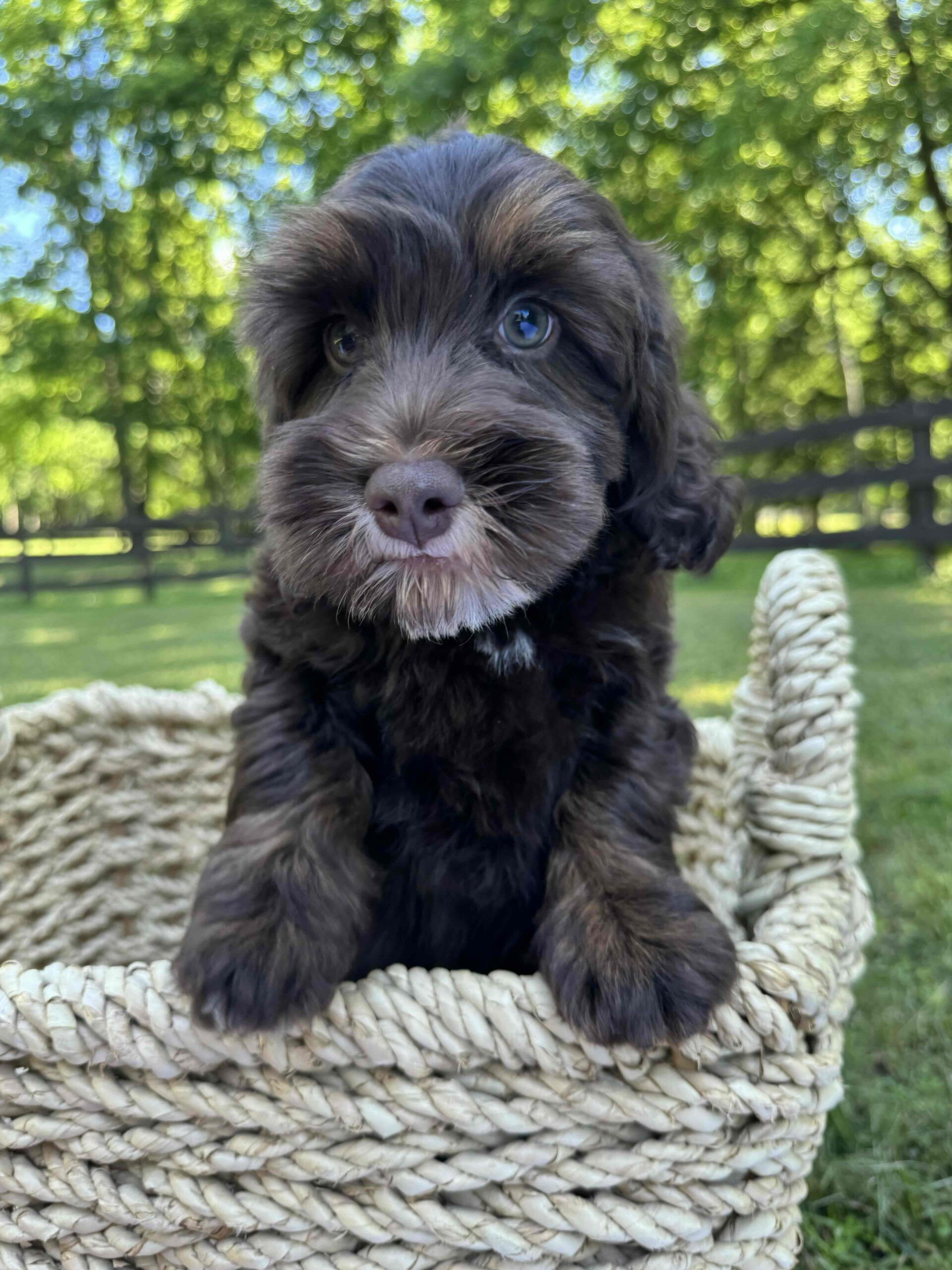 Chocolate Phantom Australian Labradoodle