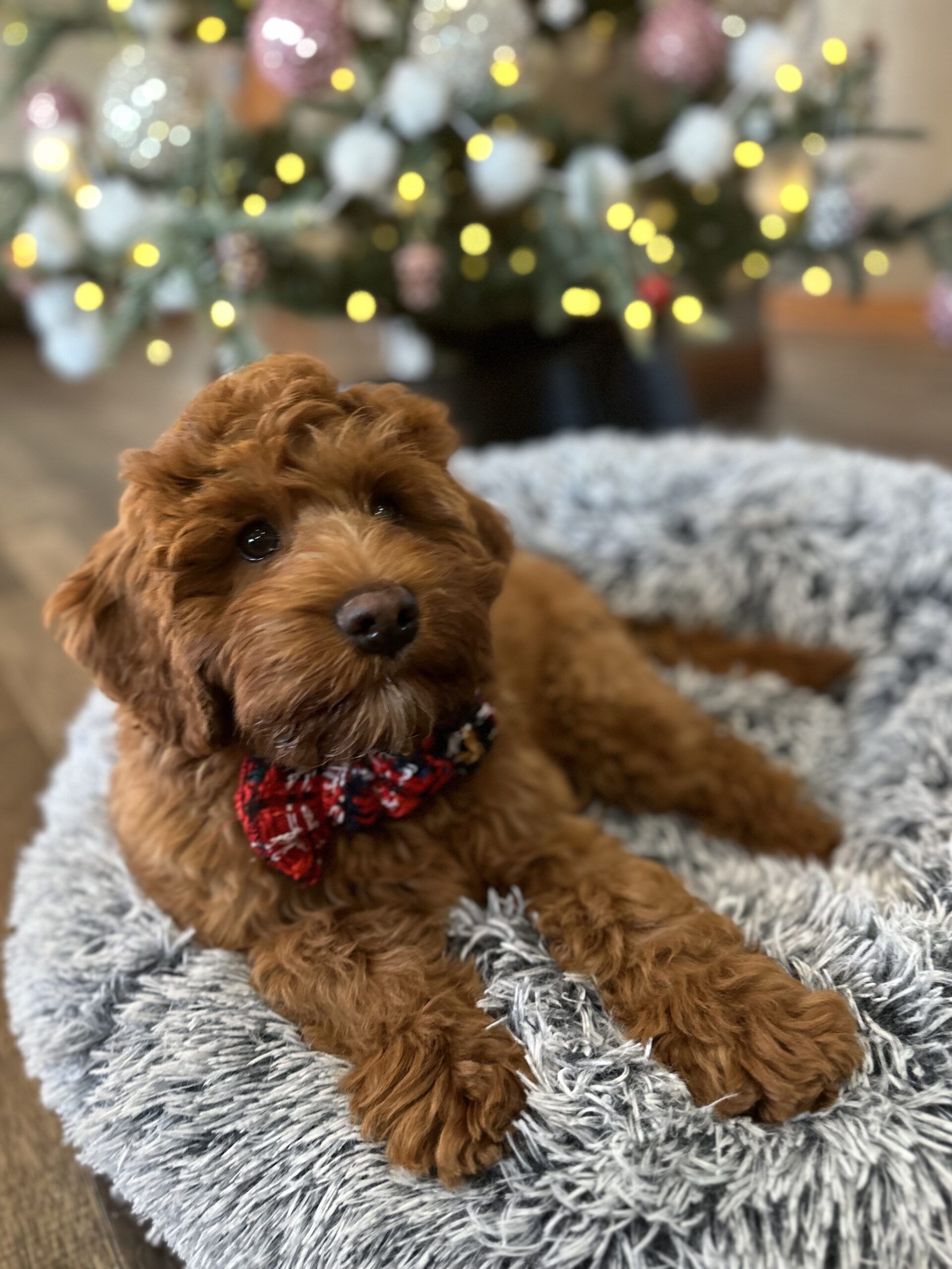Red Australian Labradoodle