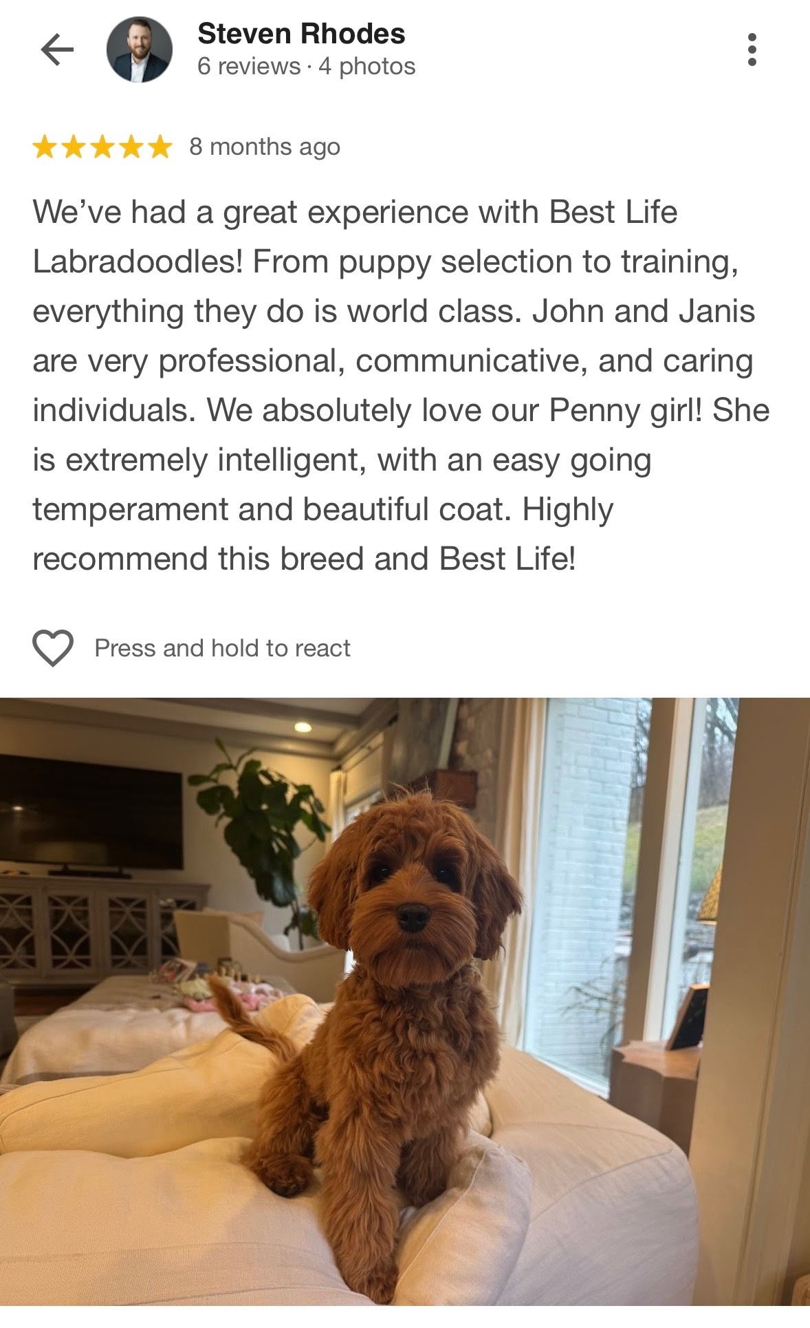 Australian Labradoodle