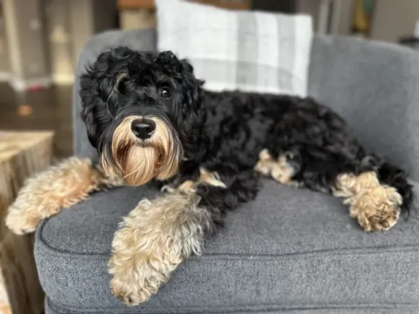Phantom Australian Labradoodle