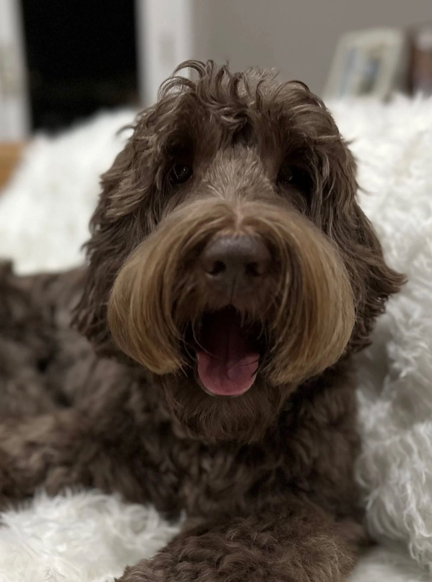 Sold Trained Dog Lake in the Hills, IL