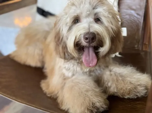 Phantom Australian Labradoodle