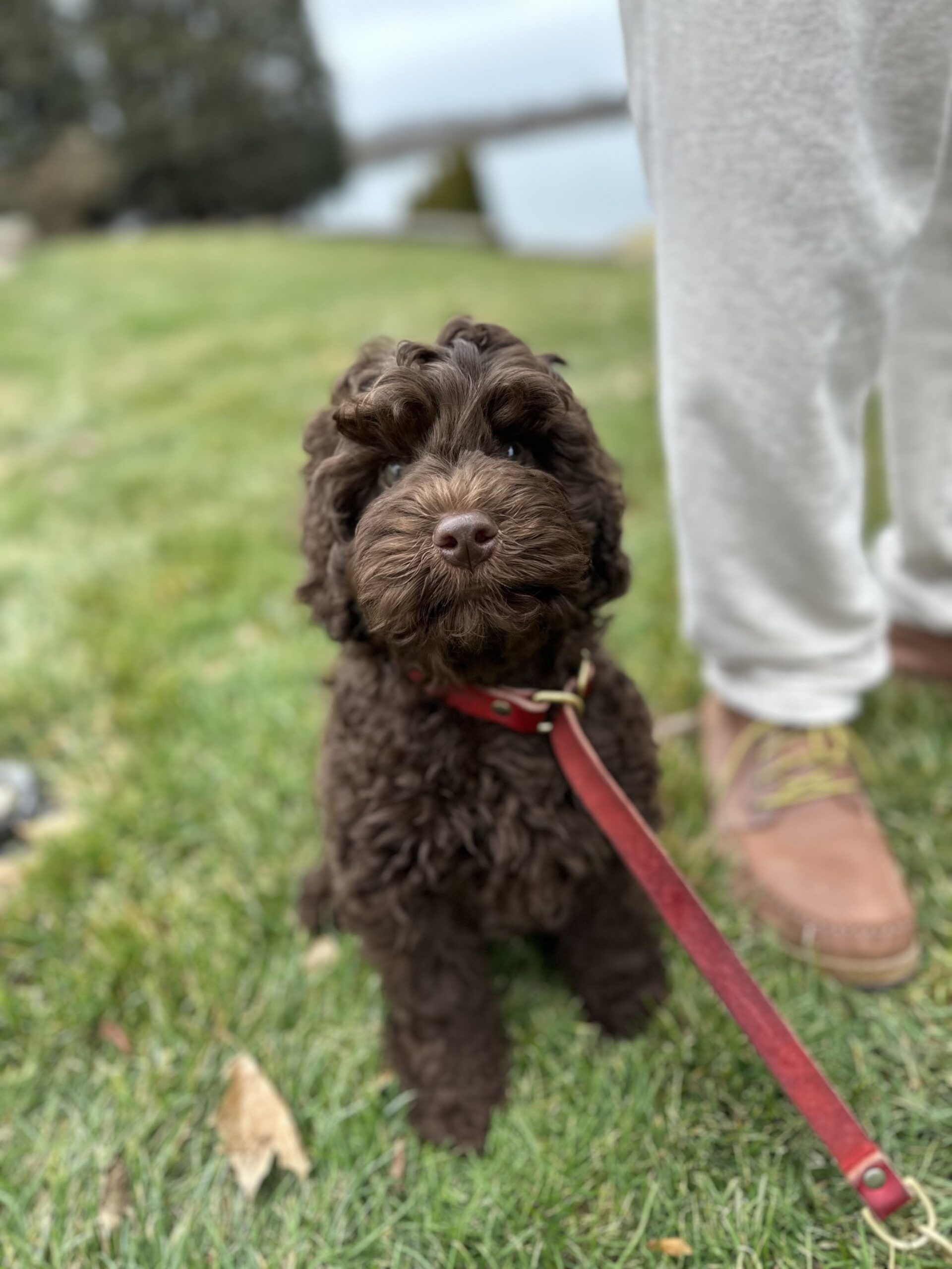 Sold Trained Dog Lake in the Hills, IL