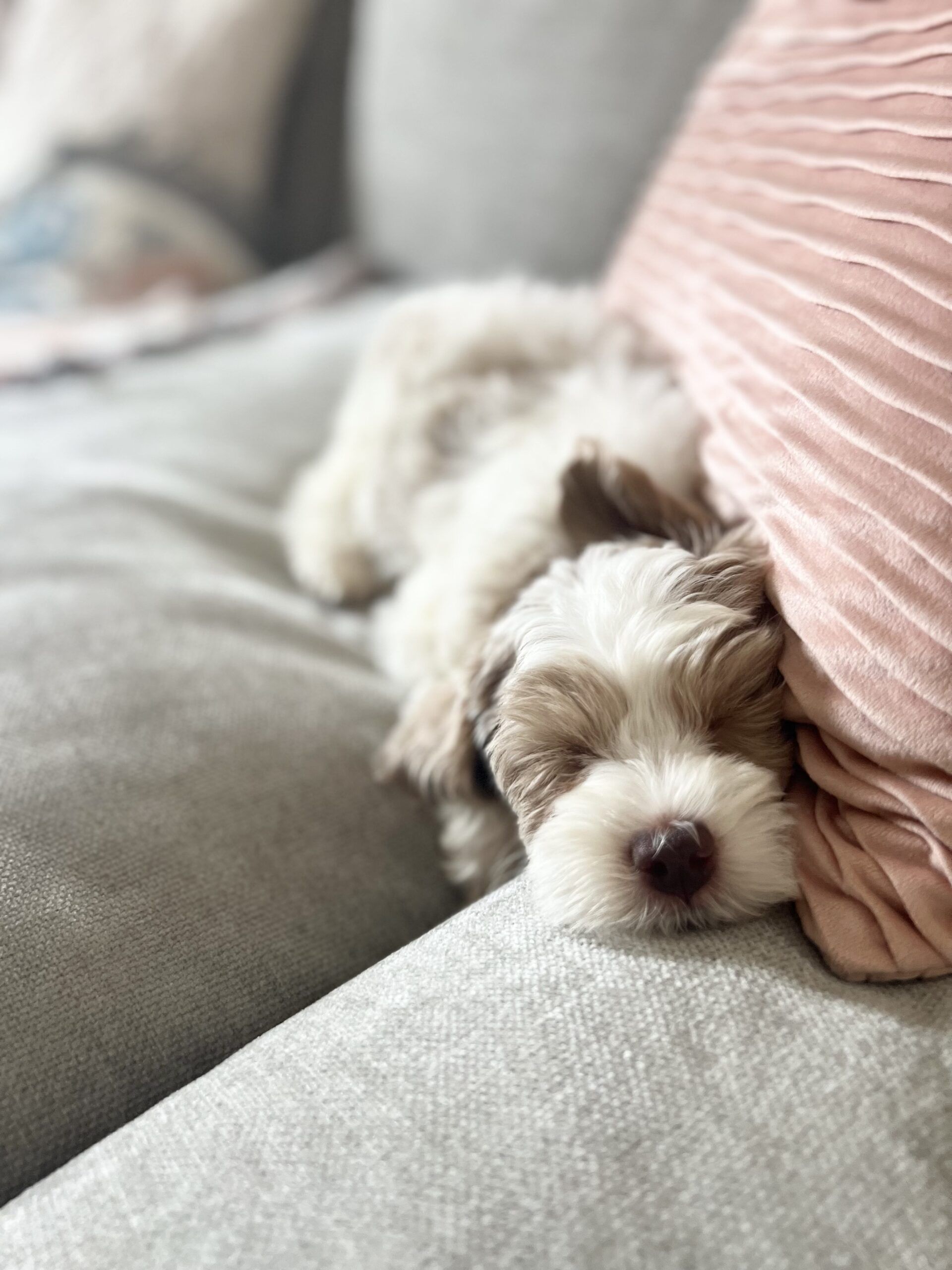 Labradoodle Puppies for Sale