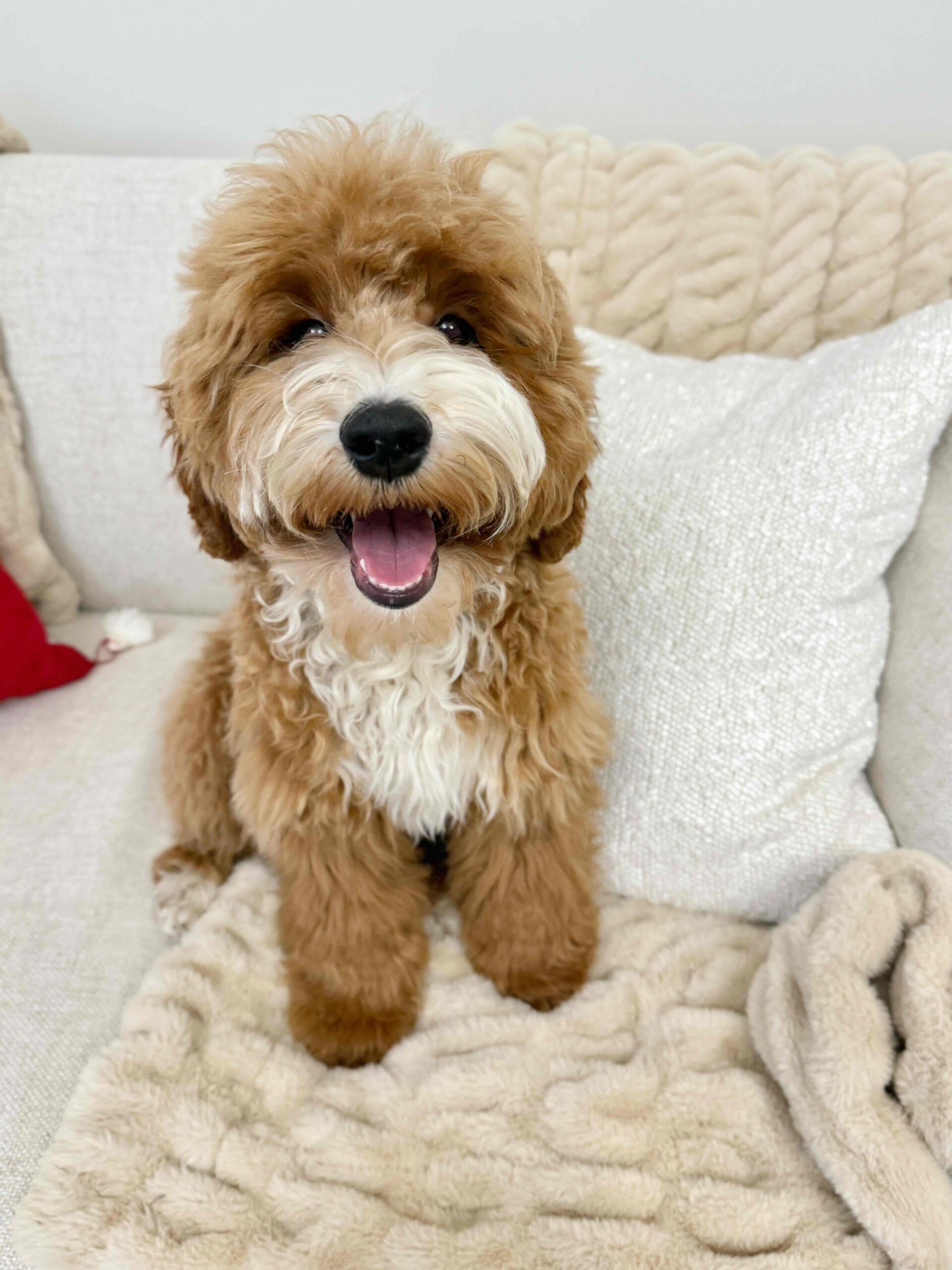 Trained Australian Labradoodle for sale