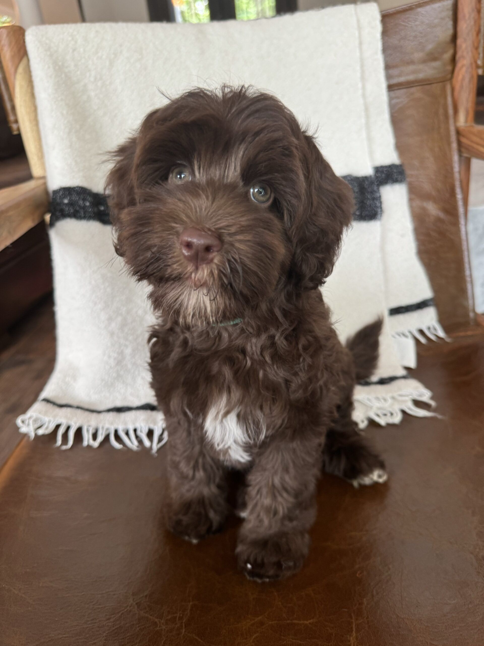 Mini chocolate Australian labradoodle