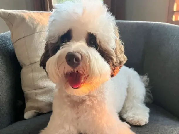 Mojo is an Australian Labradoodle