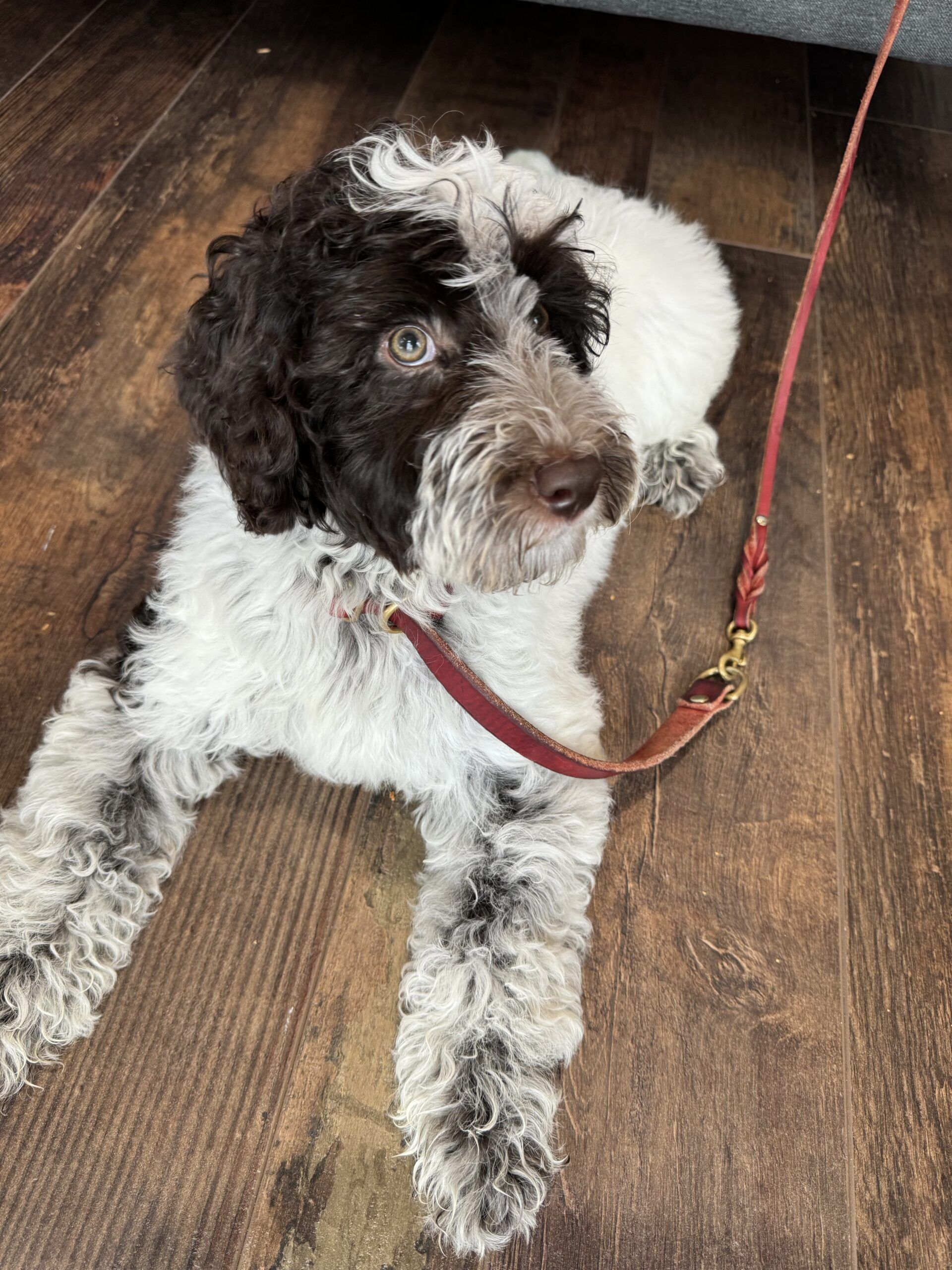 Parti Roan Australian Labradoodle