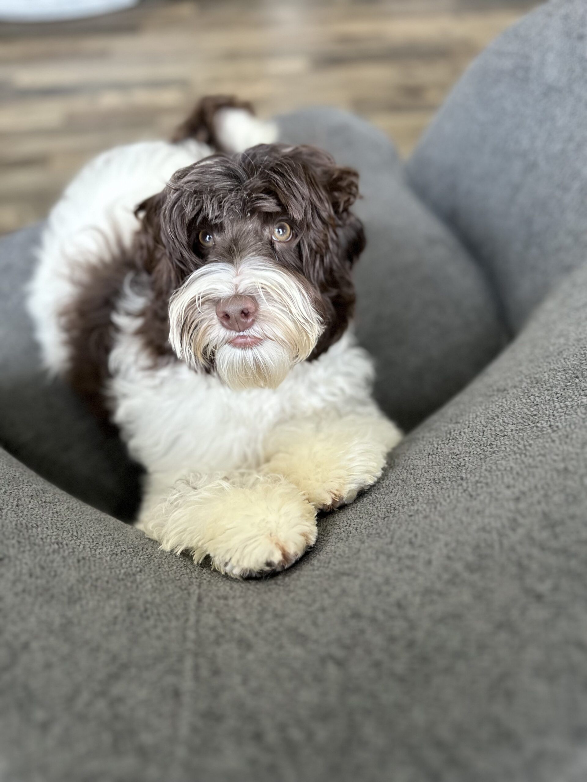 Trained Australian Labradoodle for Sale
