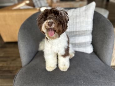 Mini Australian labradoodle