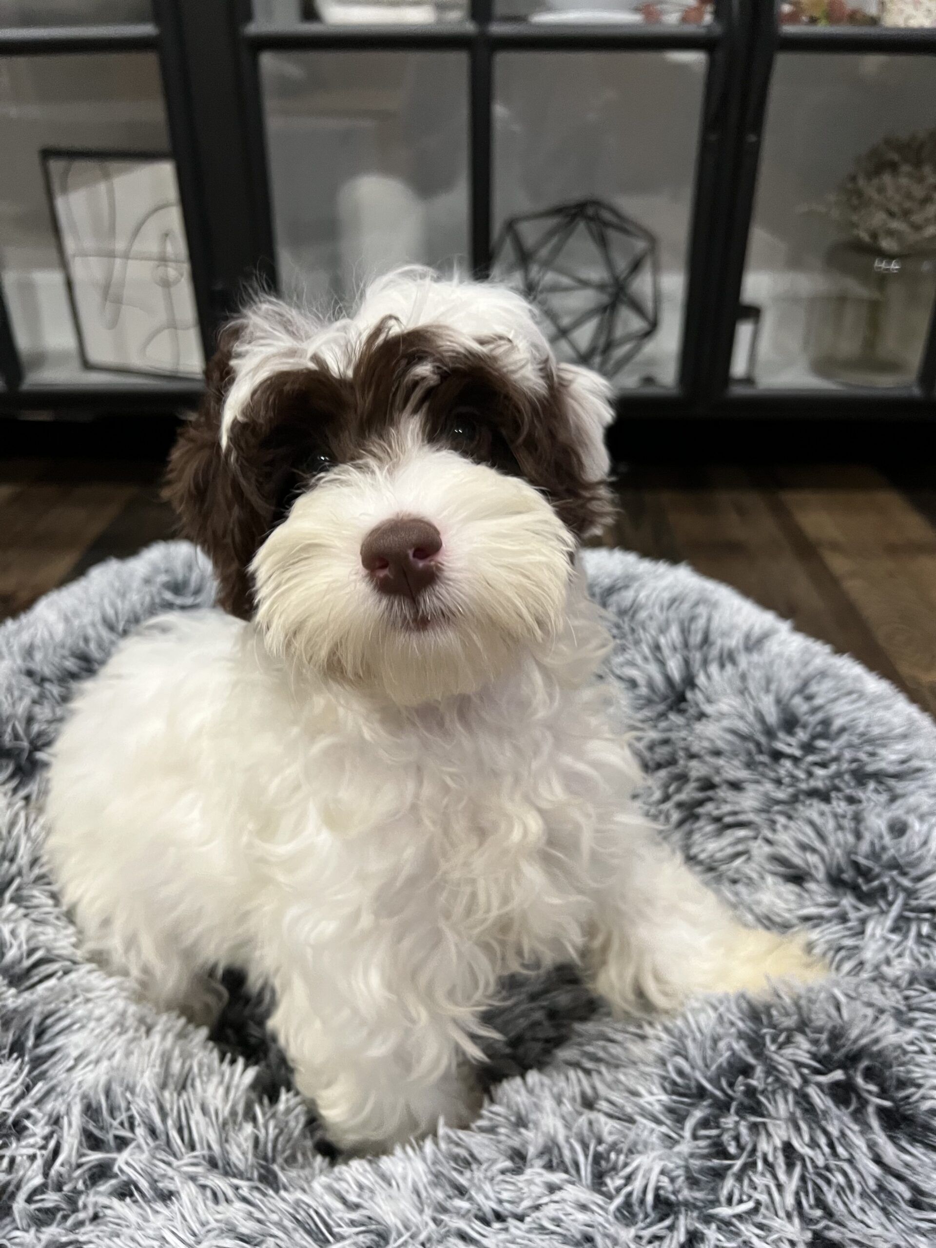 Sold Trained Dog Lake in the Hills, IL