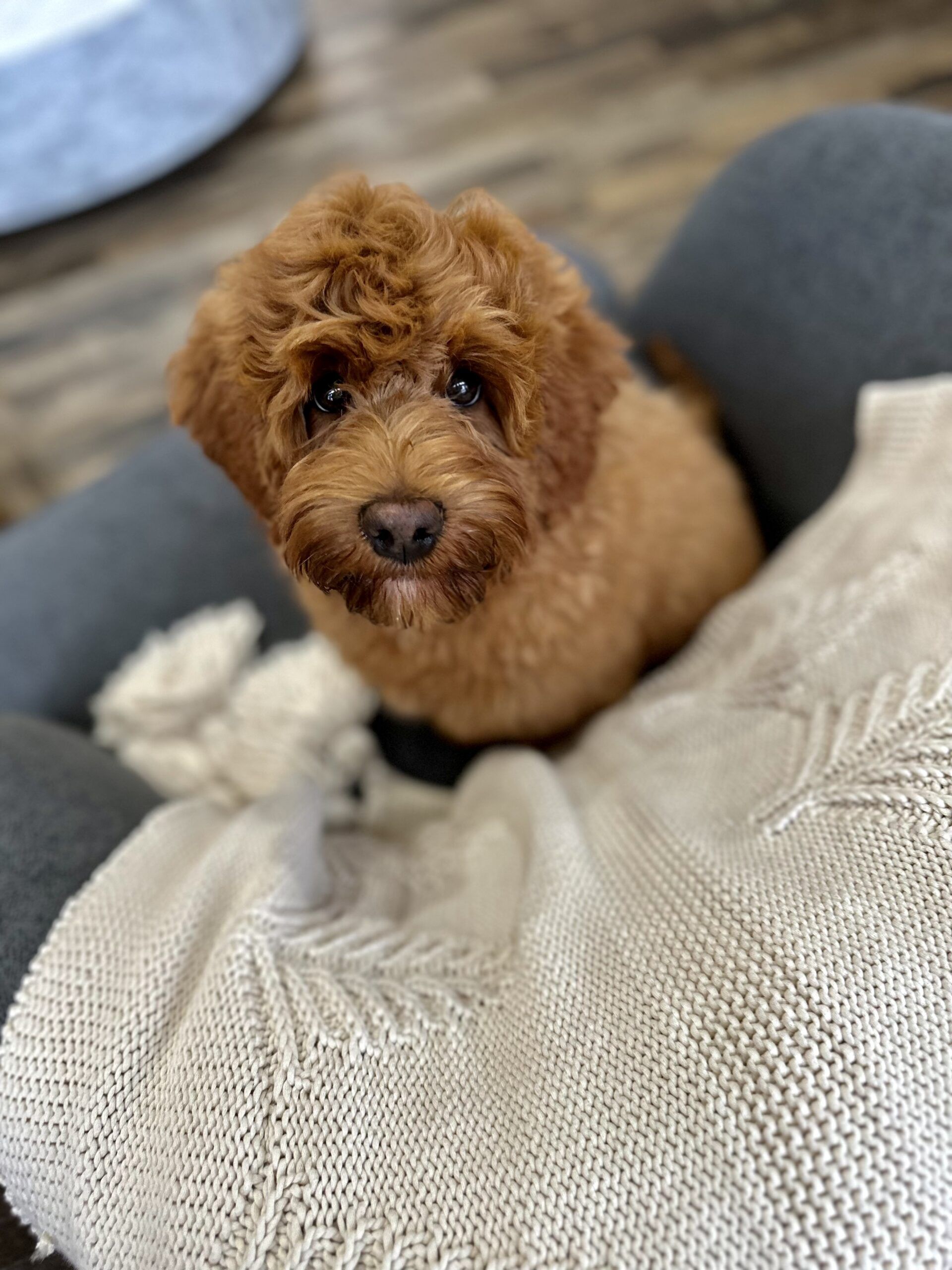 Trained Dog for Sale