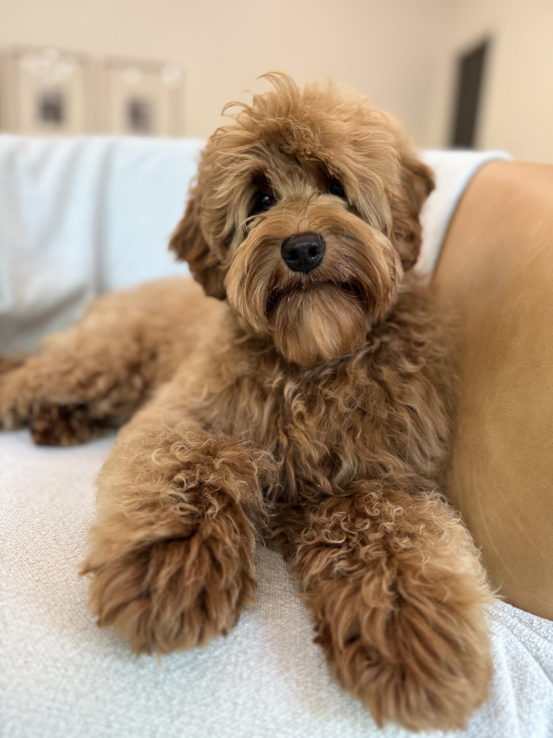 Black Phantom Tricolor Australian Labradoodle for sale 