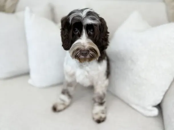 Phantom Australian Labradoodle
