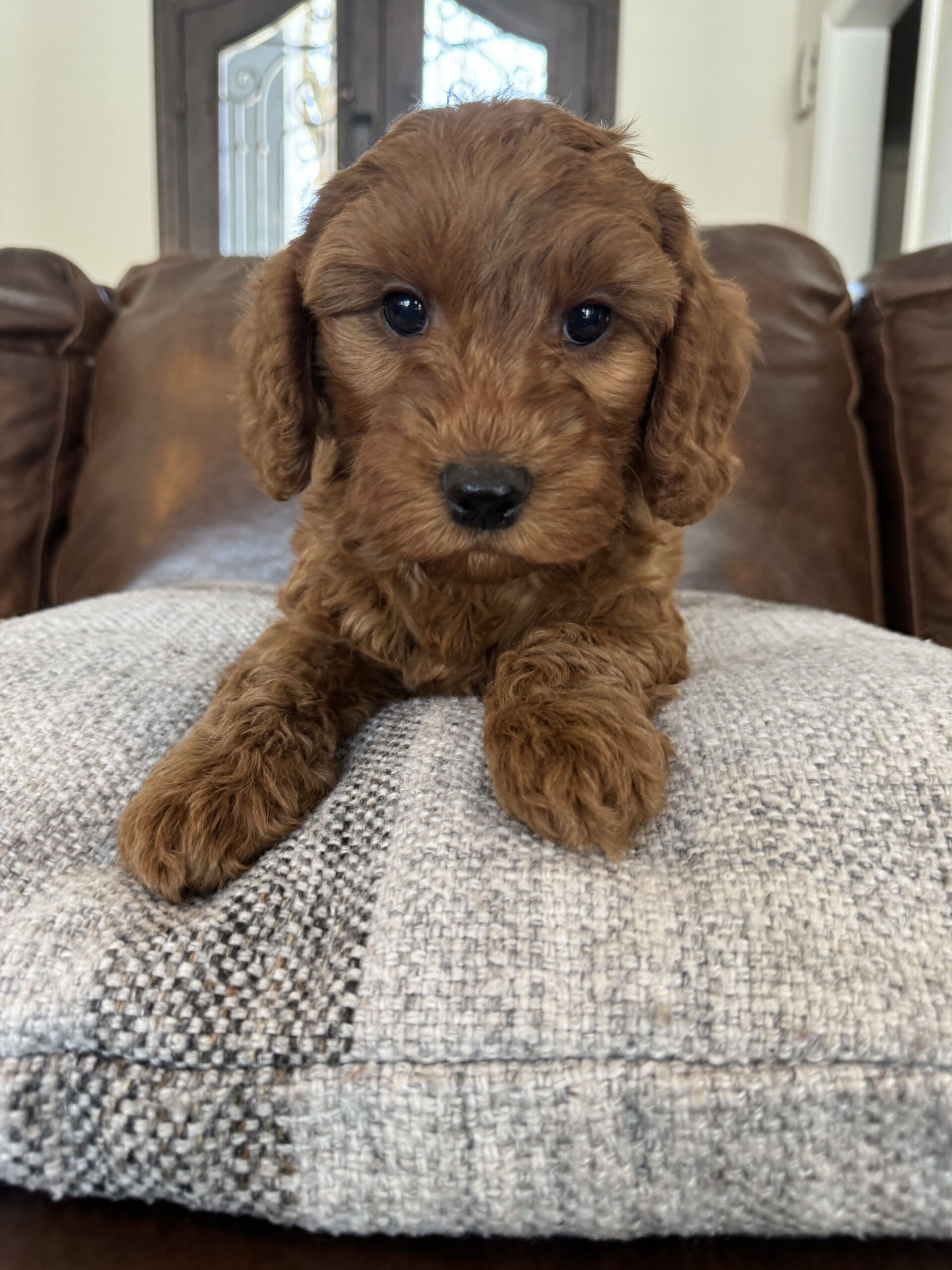 Trained Labradoodle for Sale