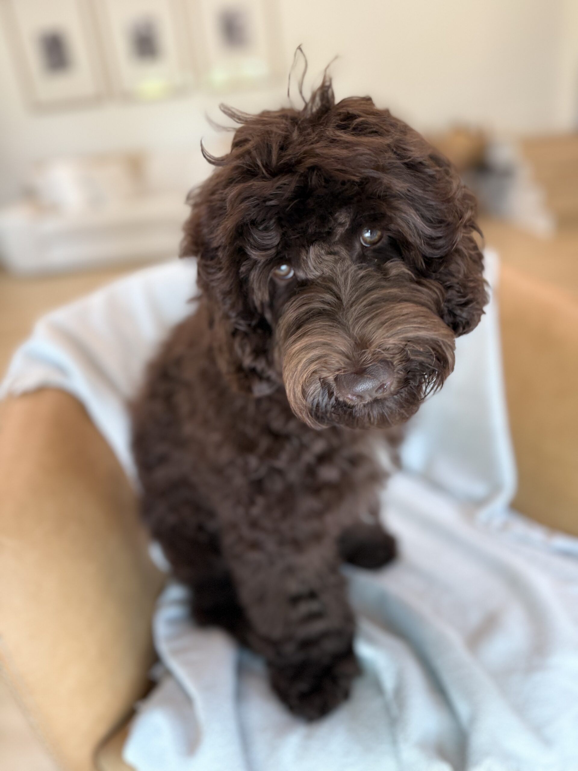 Trained Australian Labradoodle for sale