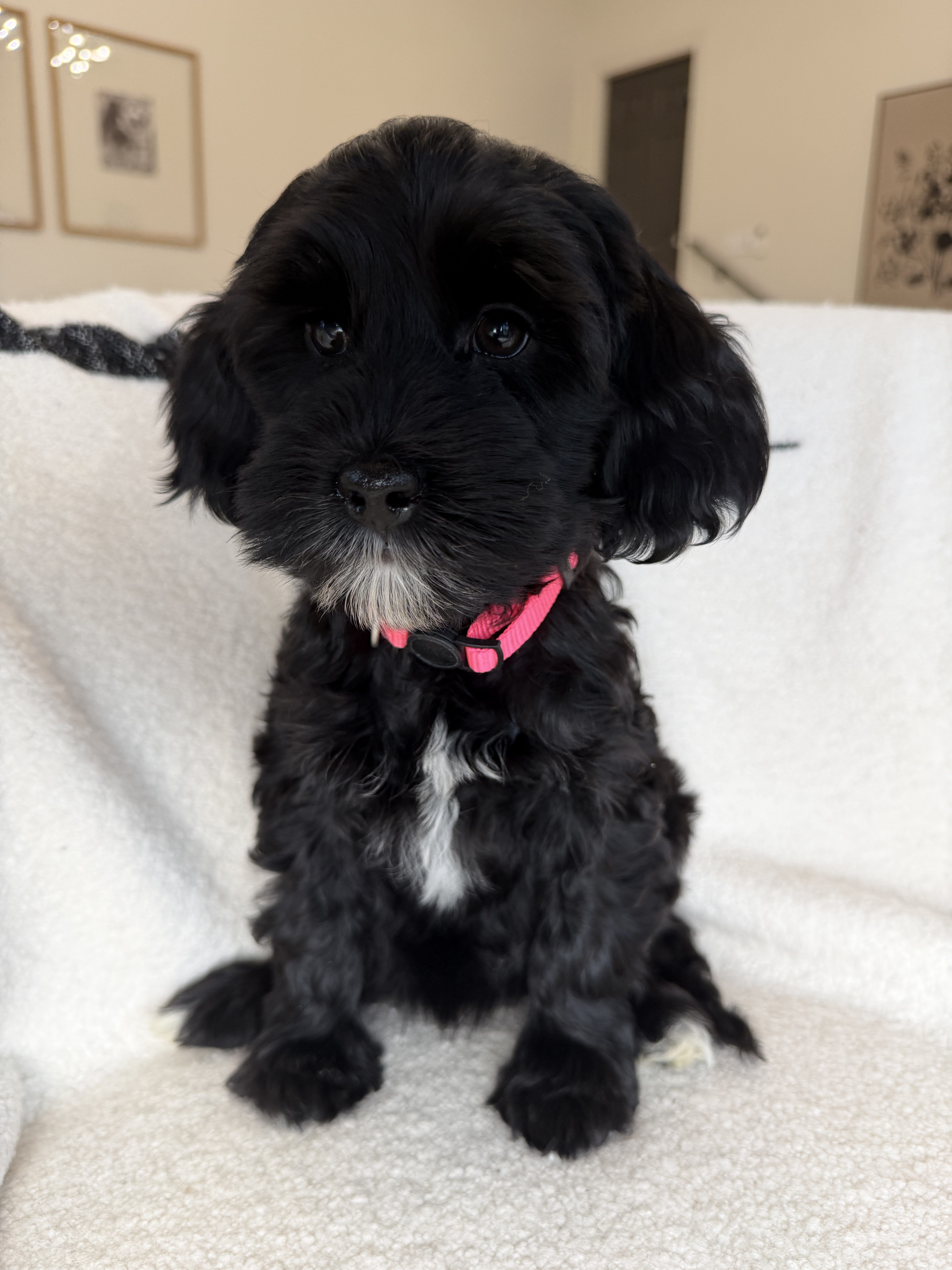 Black Australian Labradoodle puppy for sale 