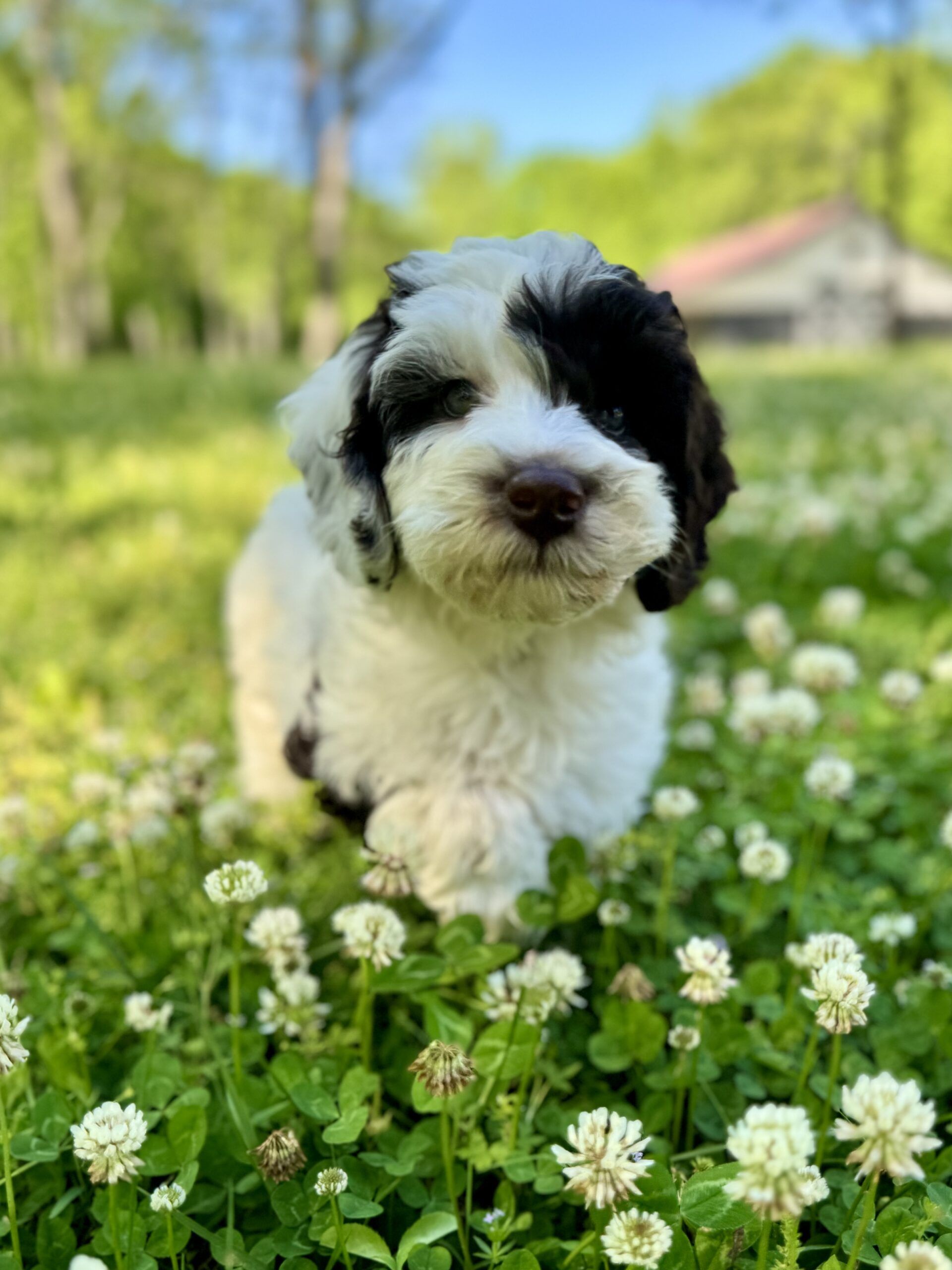 Trained Australian Labradoodle