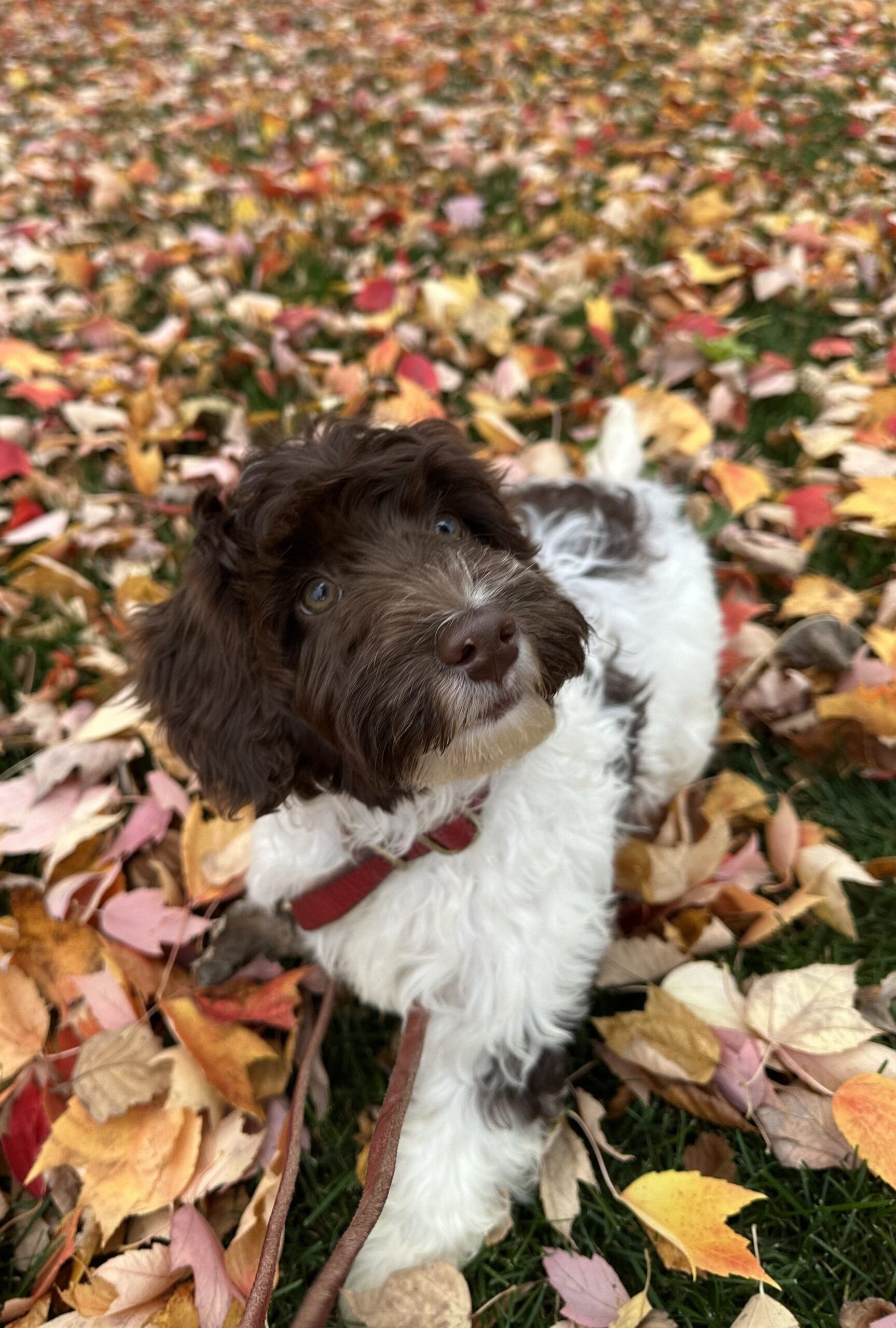 Parti Coat Chocolate and White Australian Labradoodle