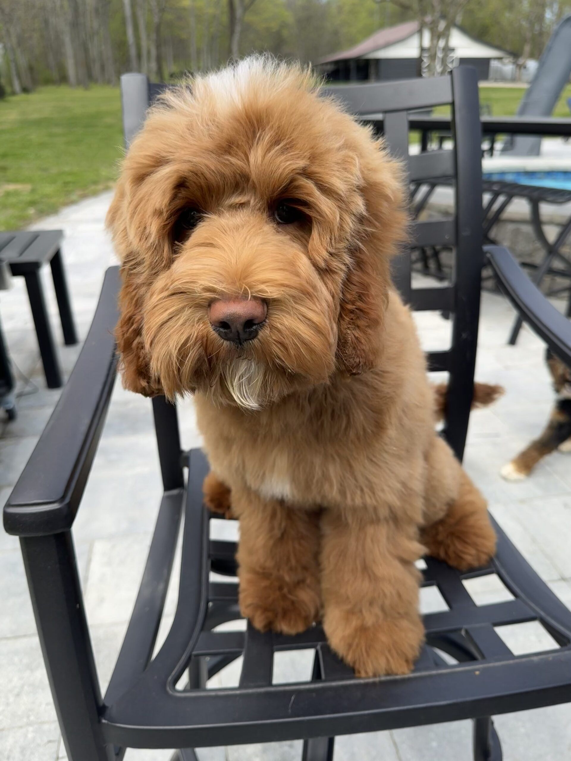 Australian Labradoodle