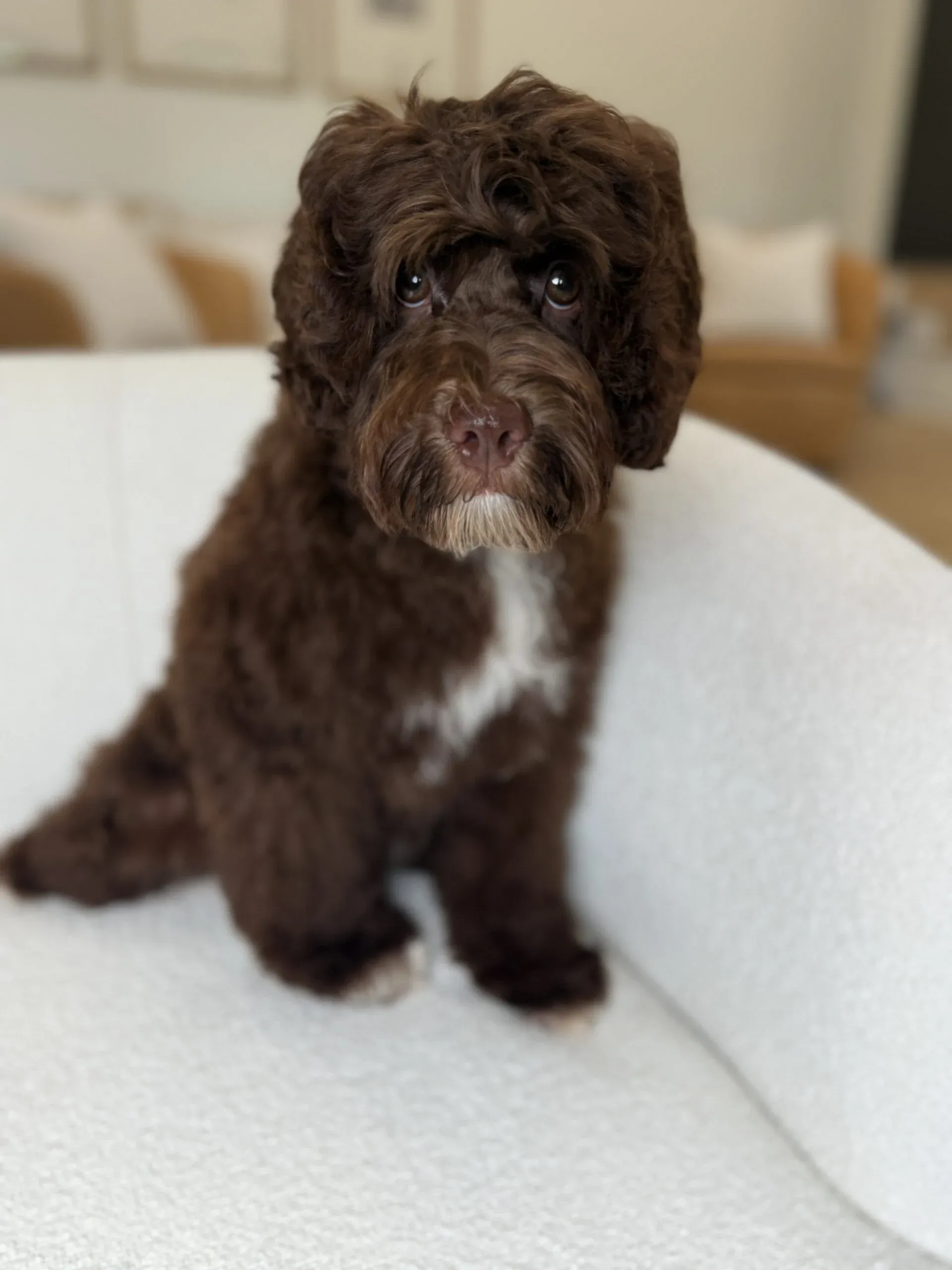 Trained Australian Labradoodle for sale