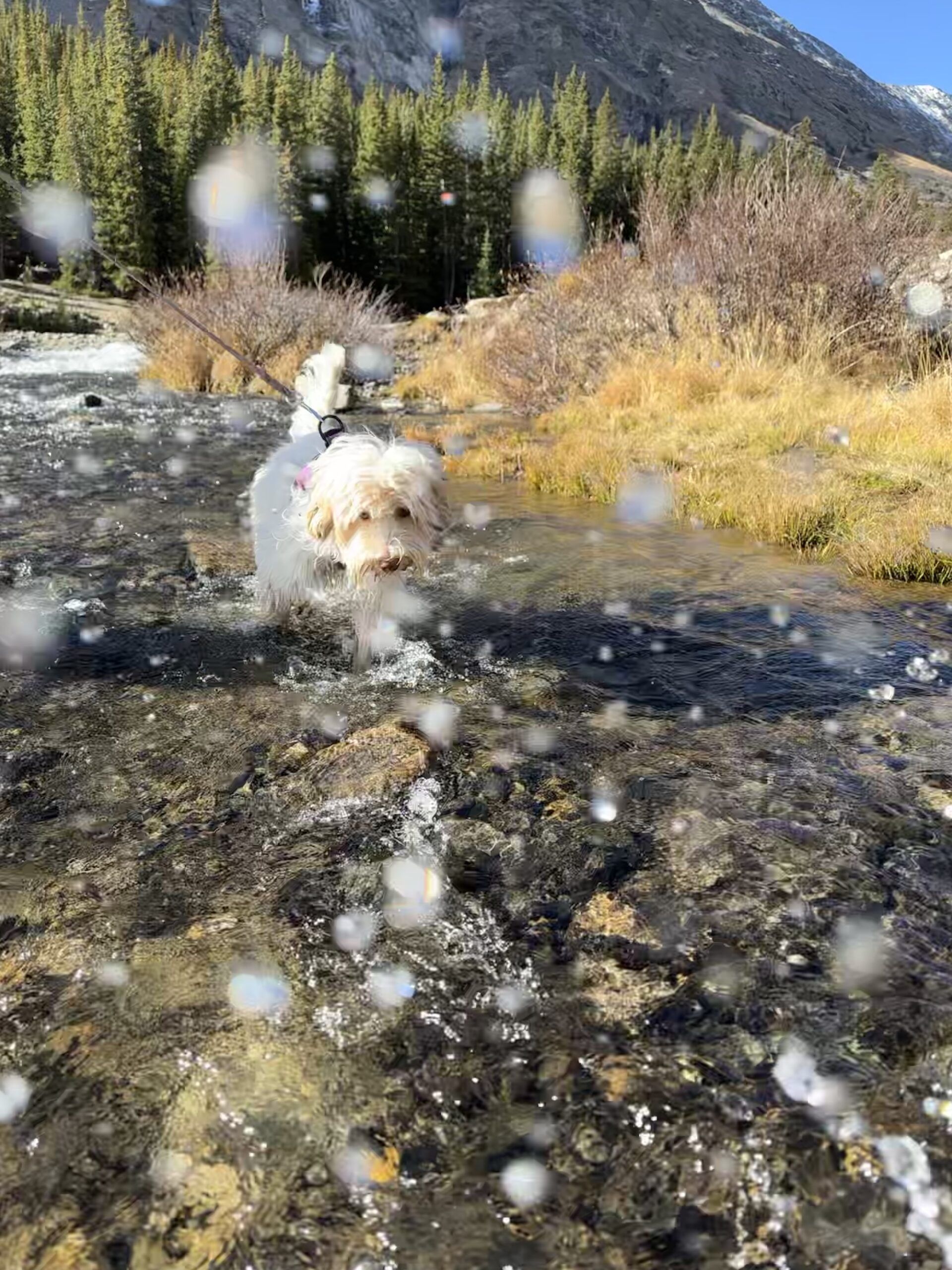 Australian Labradoodle puppy playing in Colorado