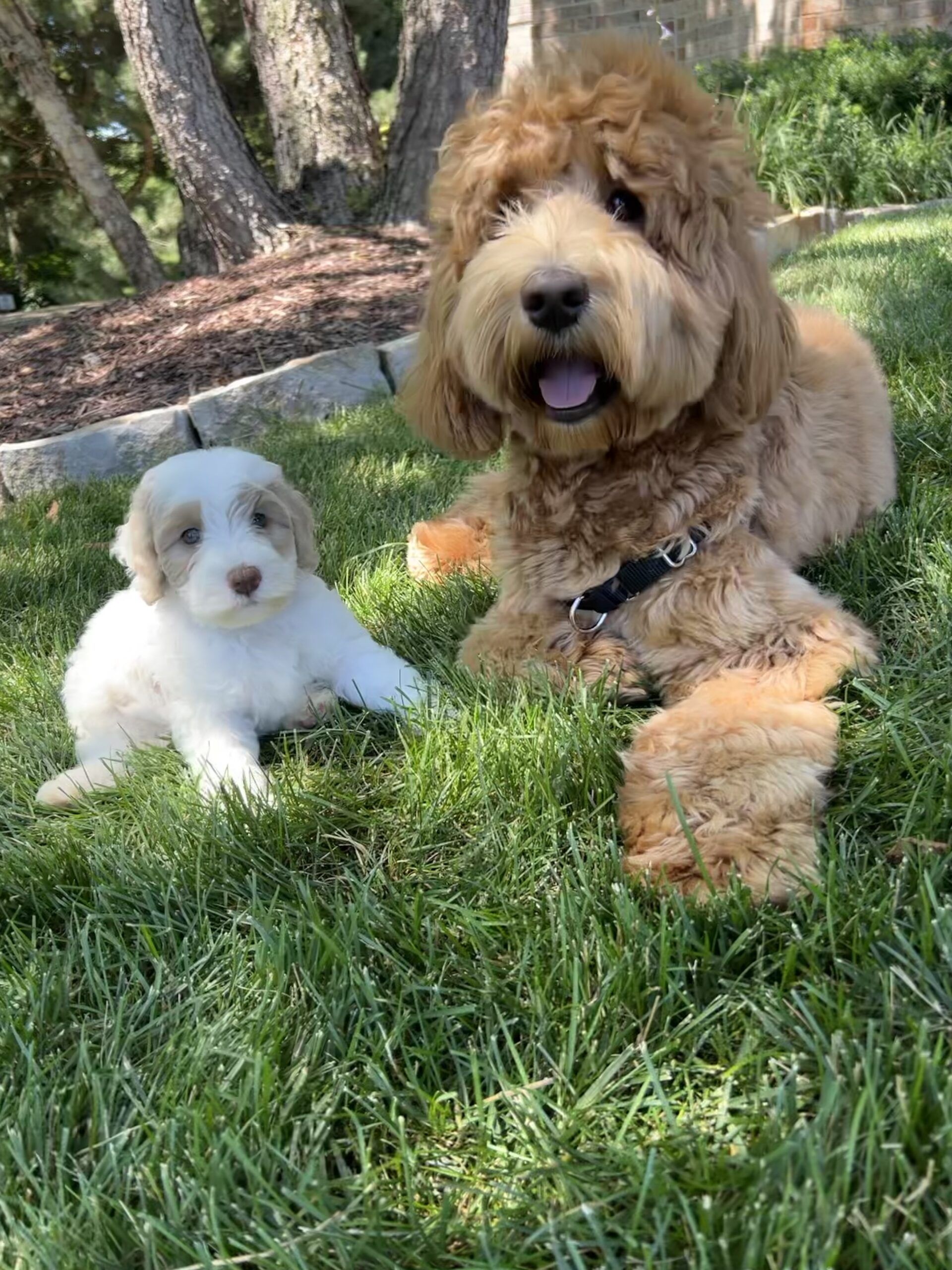Medium size Australian labradoodle