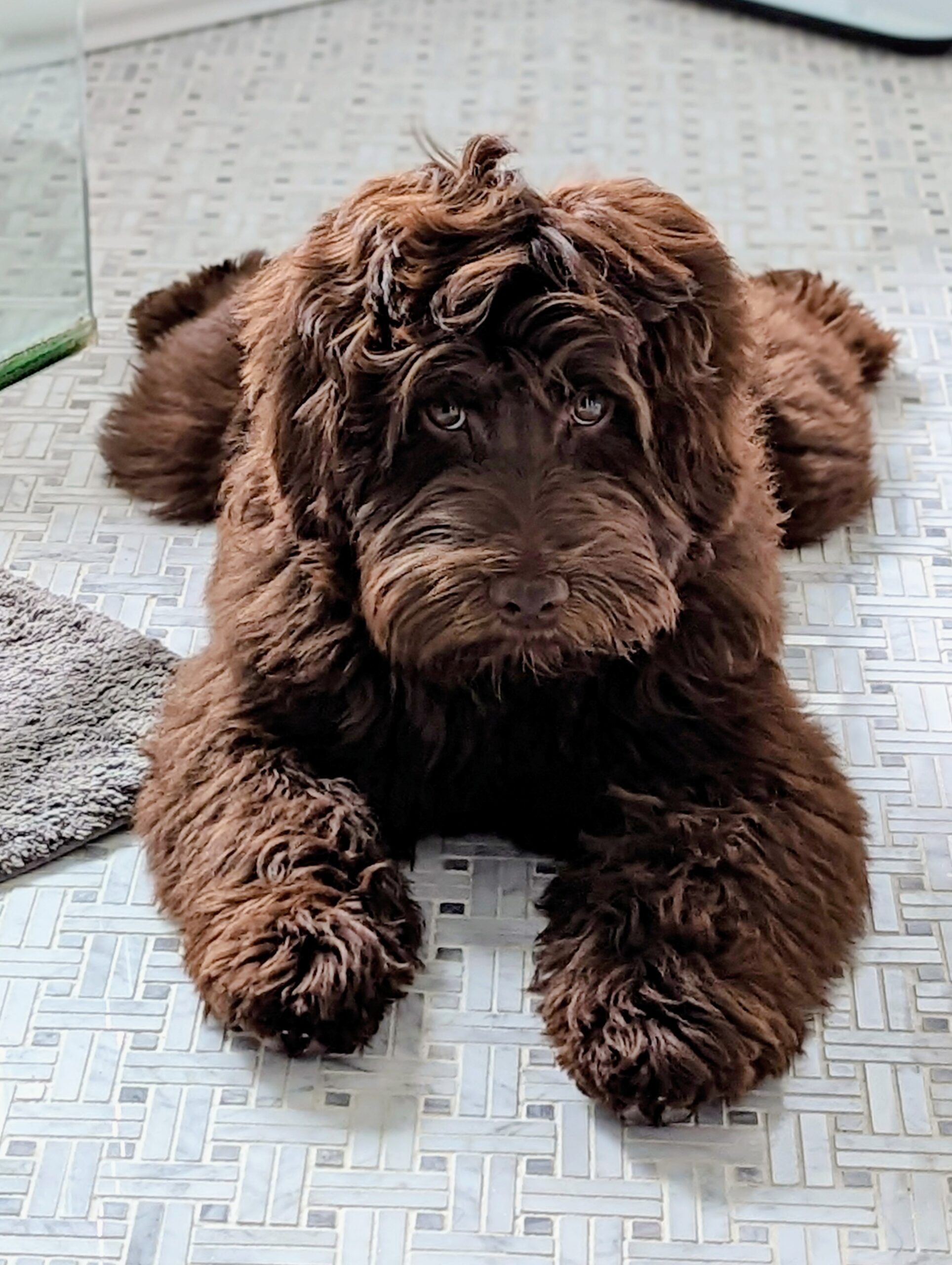 Australian Labradoodles for Sale