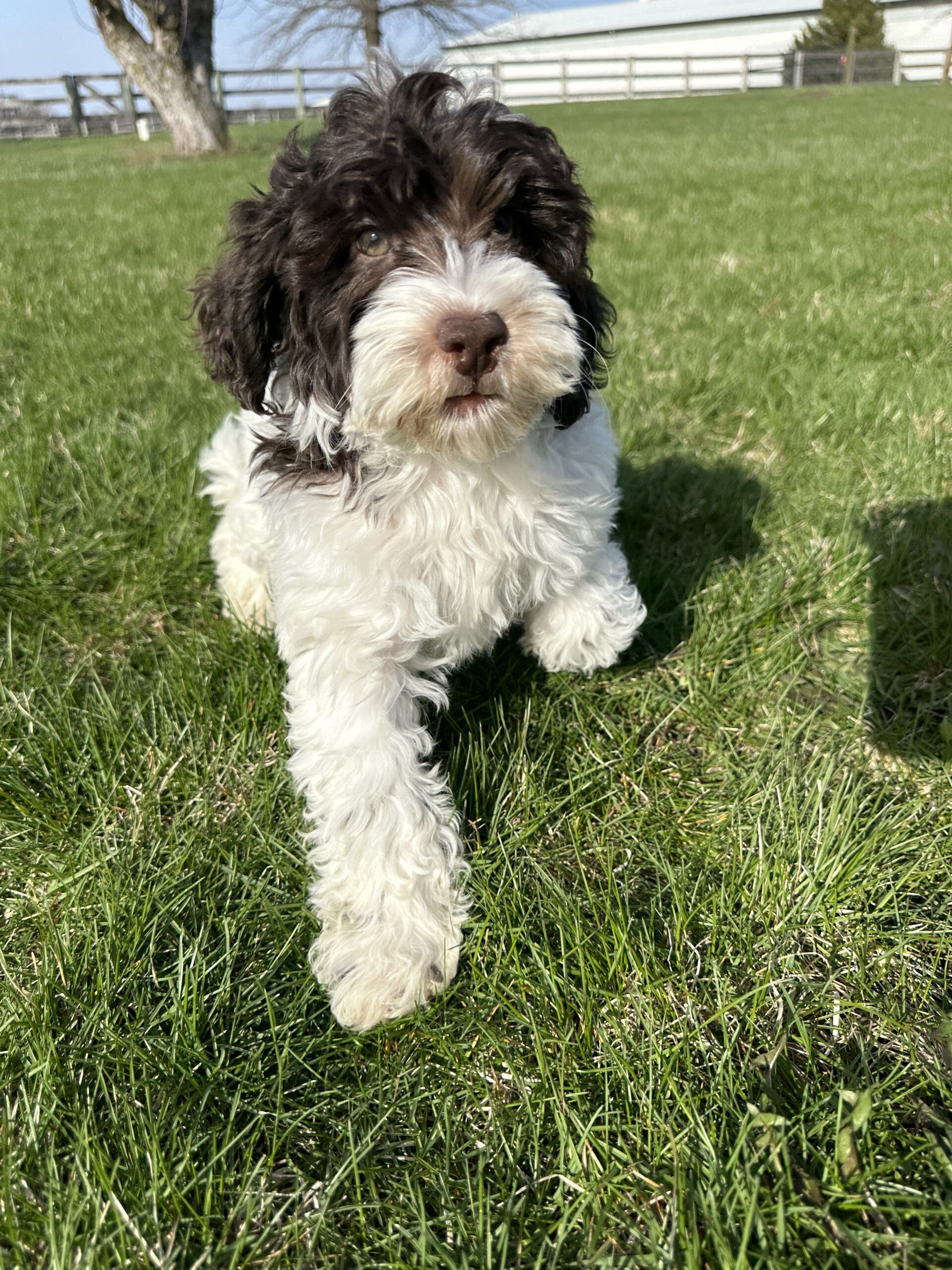 Trained Dog for Sale