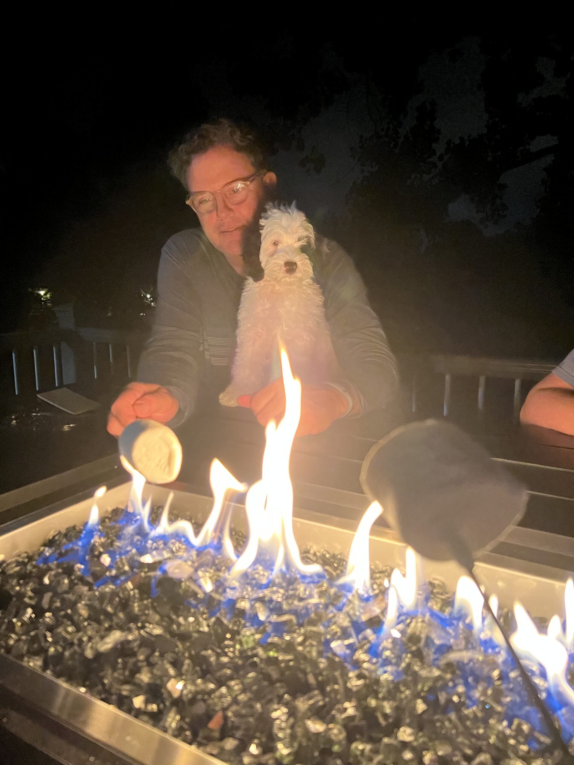 Australian Labradoodle Puppy 