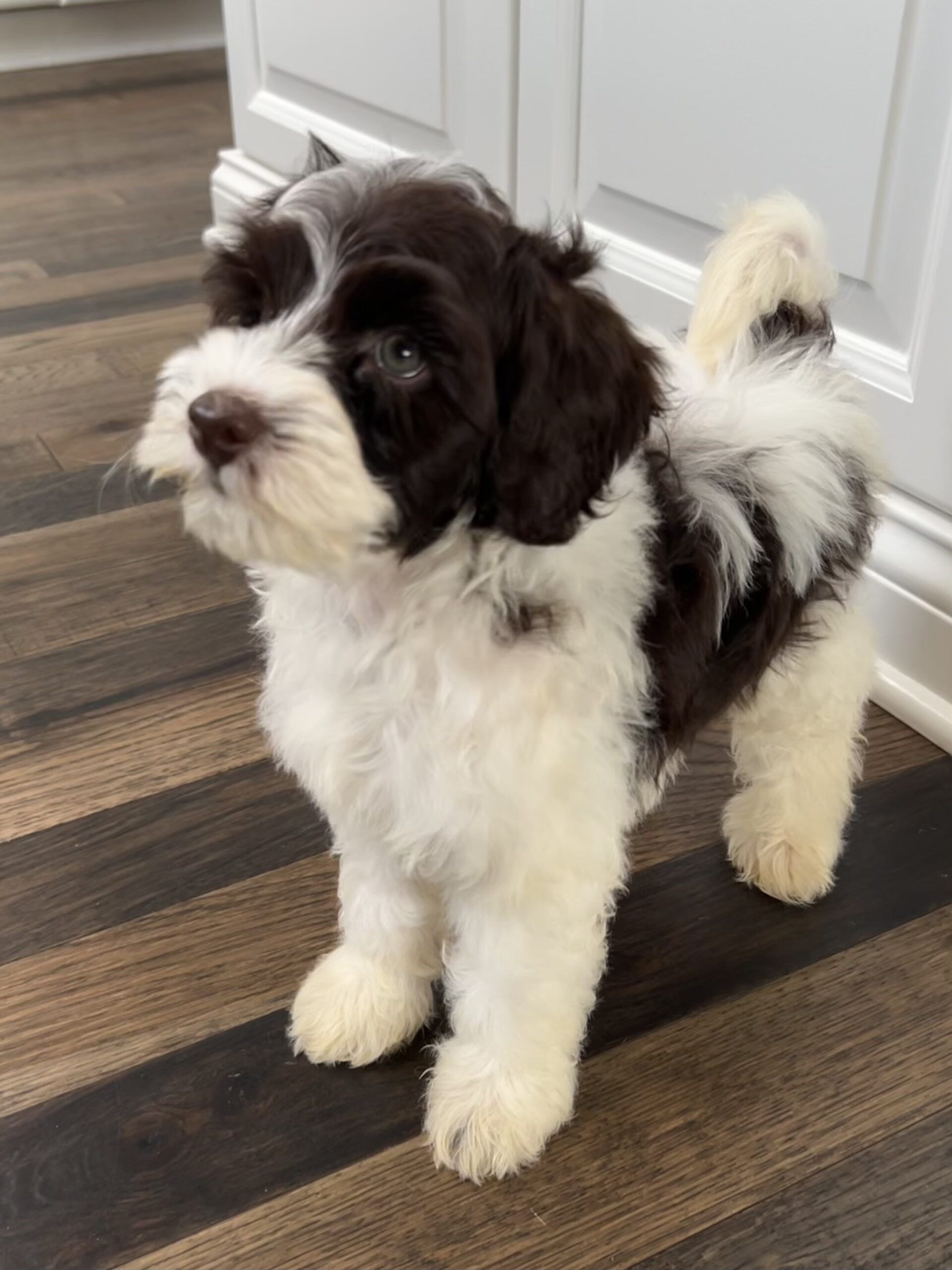 Trained Australian Labradoodle Puppy