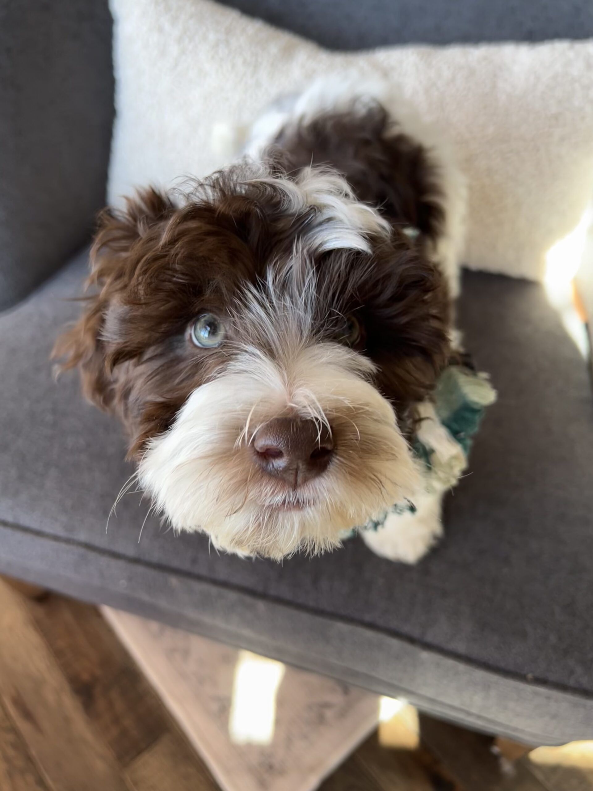 Trained Dog for Sale