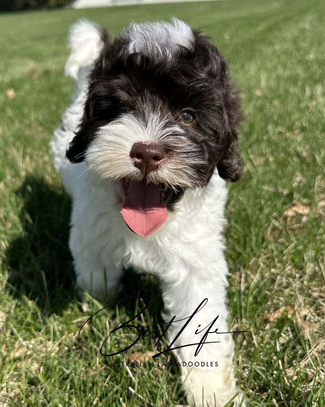 Trained Labradoodle for Sale