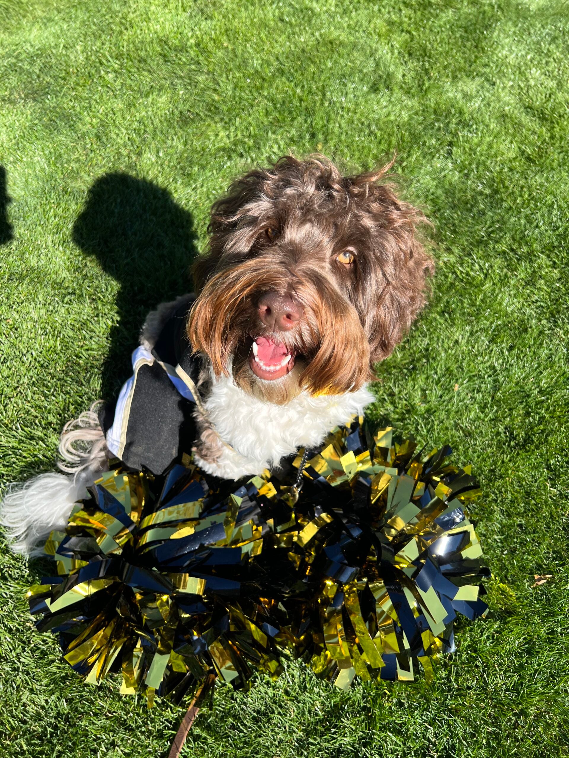 Dog at CU Boulder 