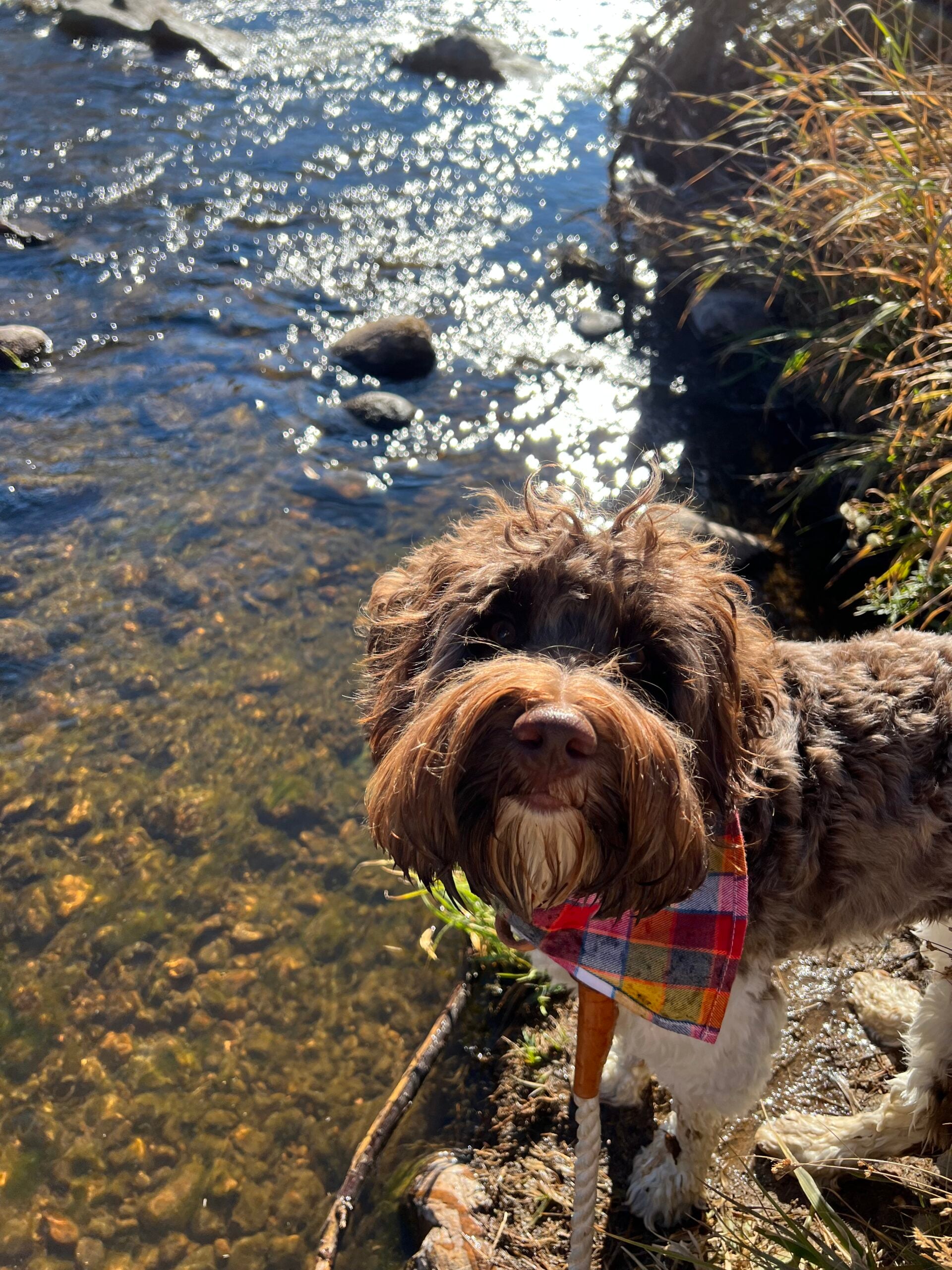 Fishing with Labradoodle