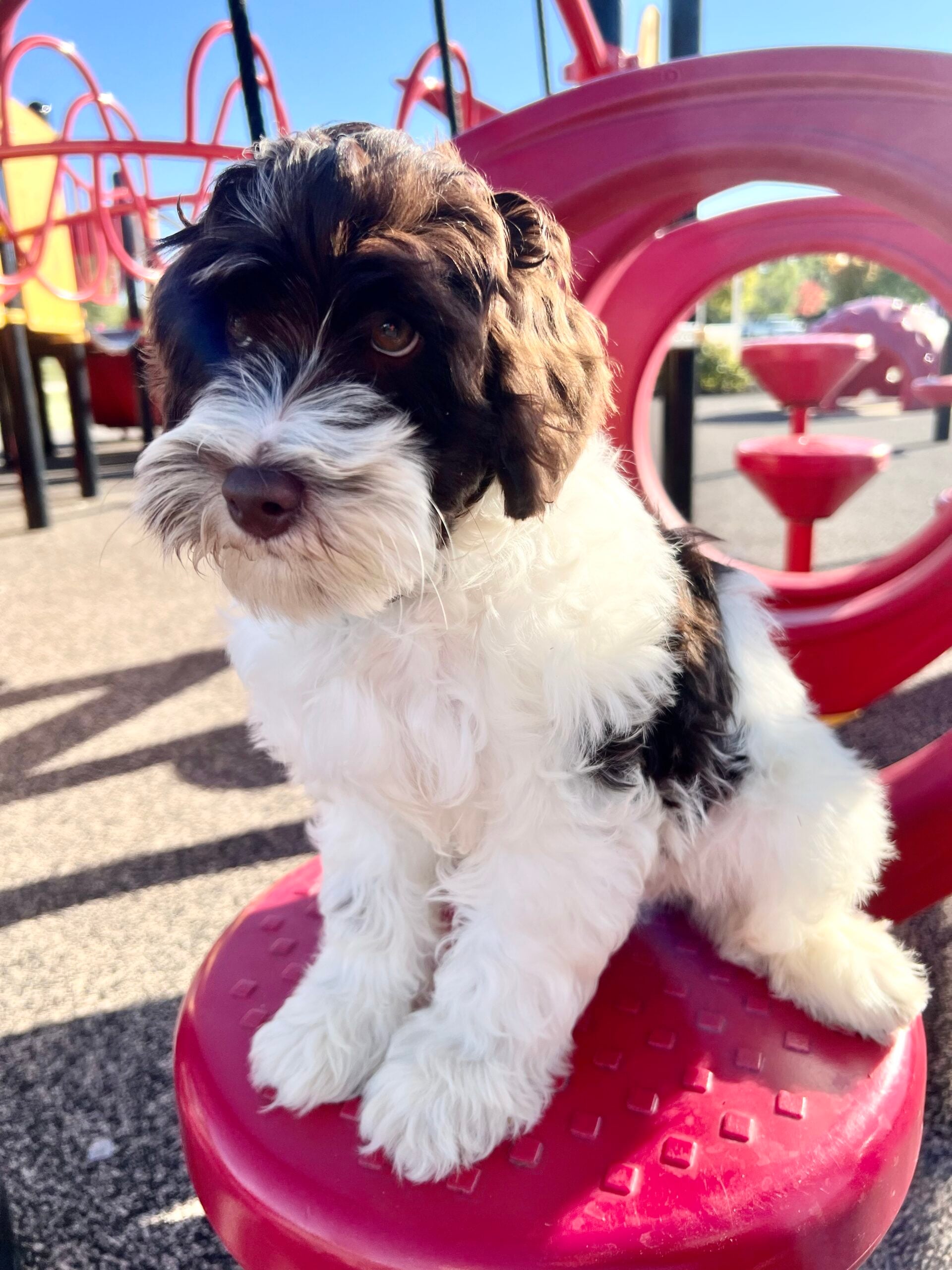 Therapy Dog