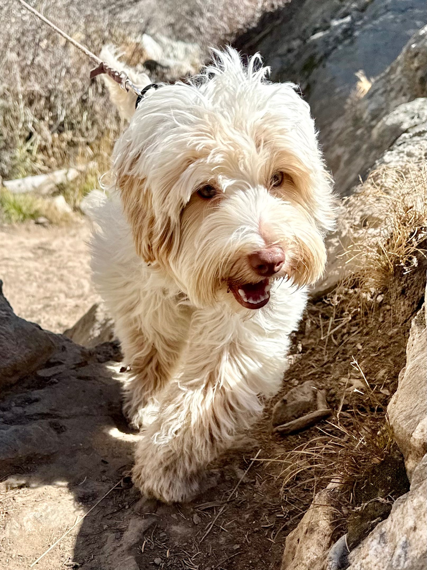Australian Labradoodle hiking
